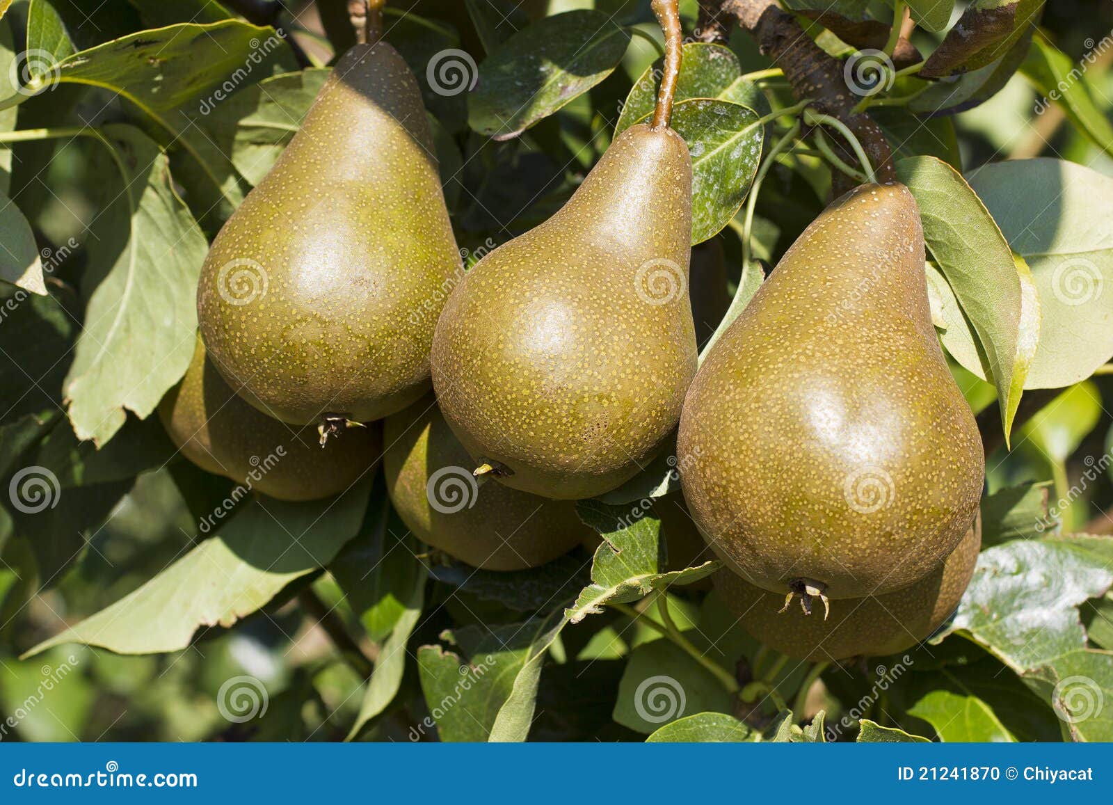 Bosc Pears in an Orchard stock photo. Image of bunch 21241870