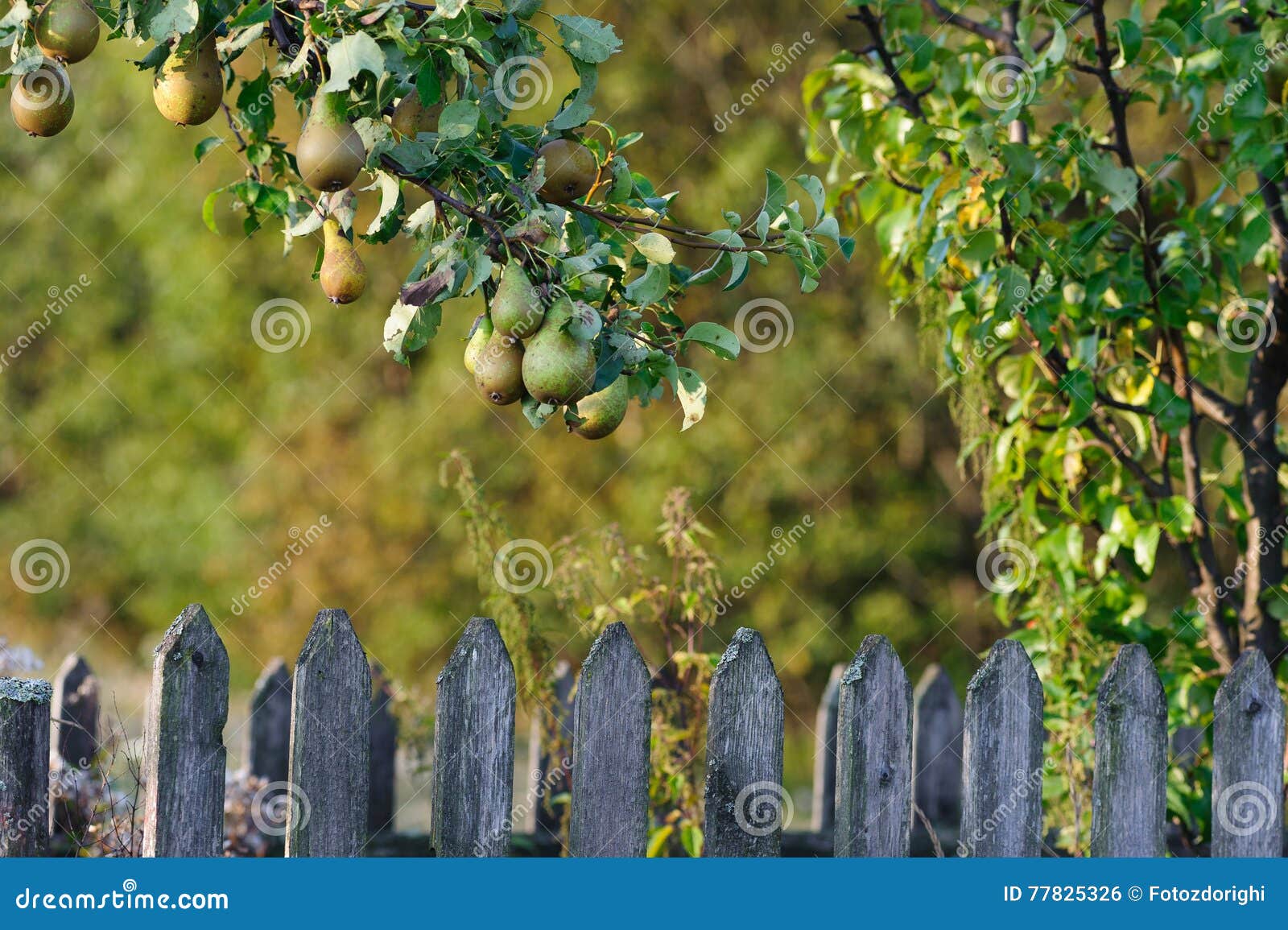 Bosc pears on a tree stock photo. Image of fresh, healthy 77825326