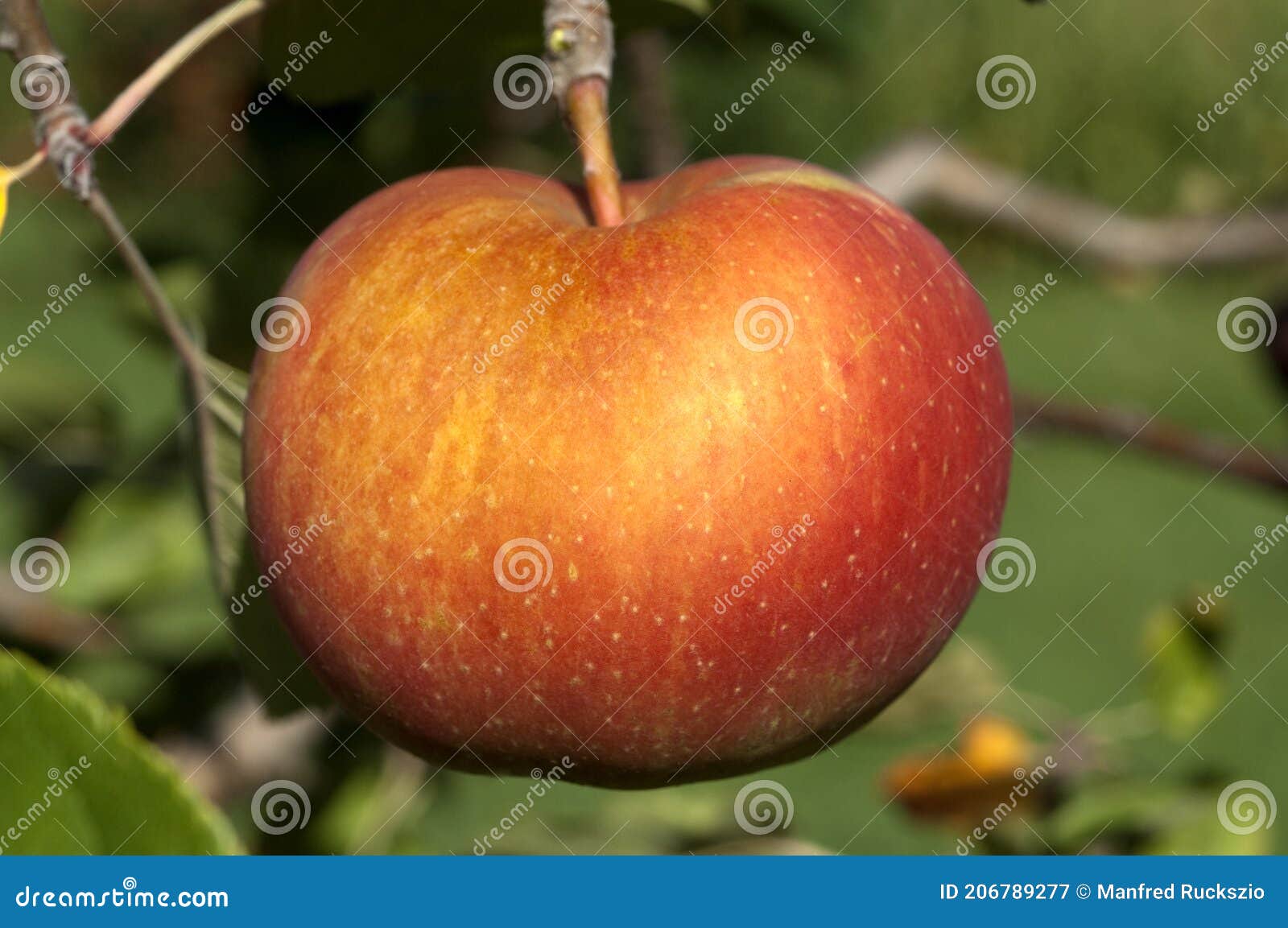 boskoop, alte sorte, apfel, malus domestica
