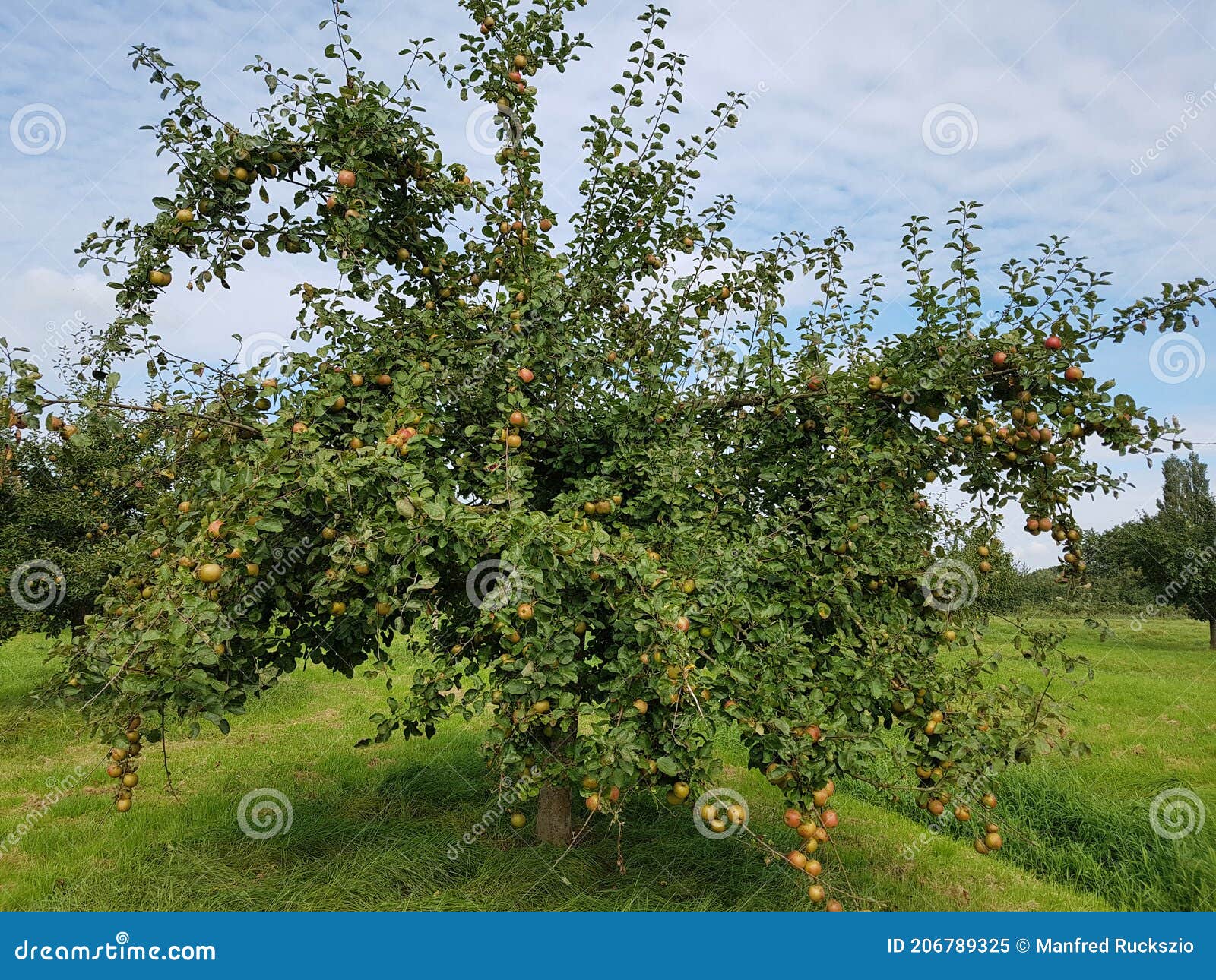 boskoop, alte sorte, apfel, malus domestica