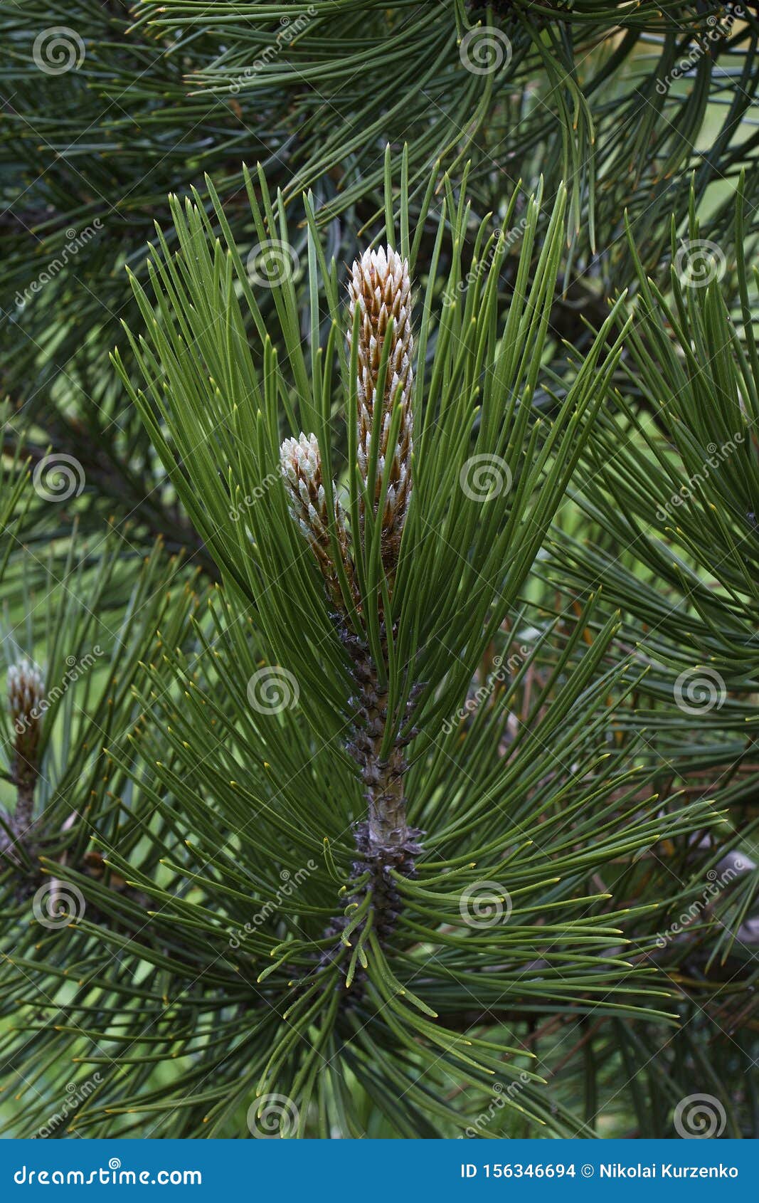 bosnian pine needles and juvenile twig