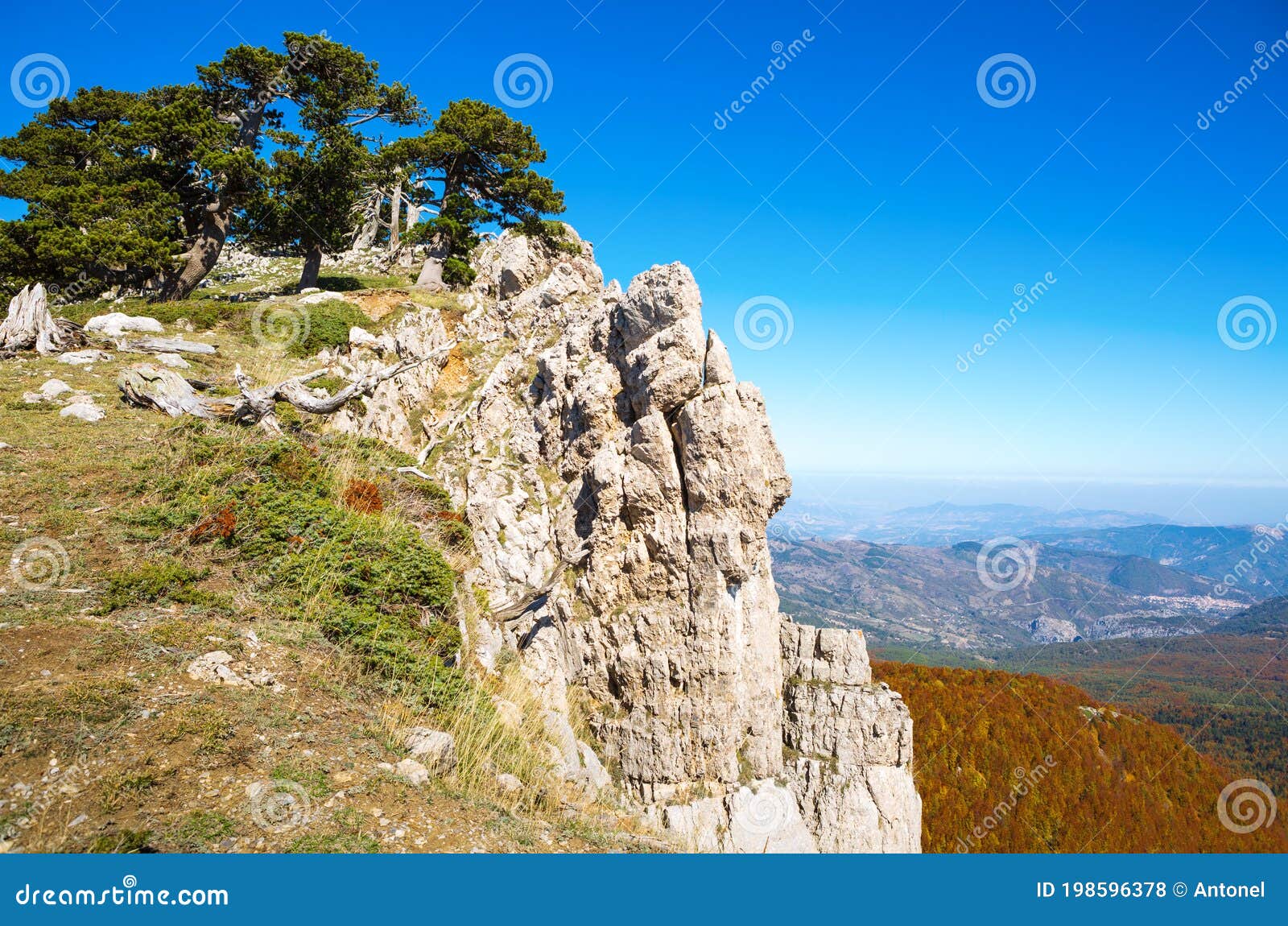 bosnian pines on top of serra di crispo mountain garden of gods,  pollino national park, southern apennine mountains, italy