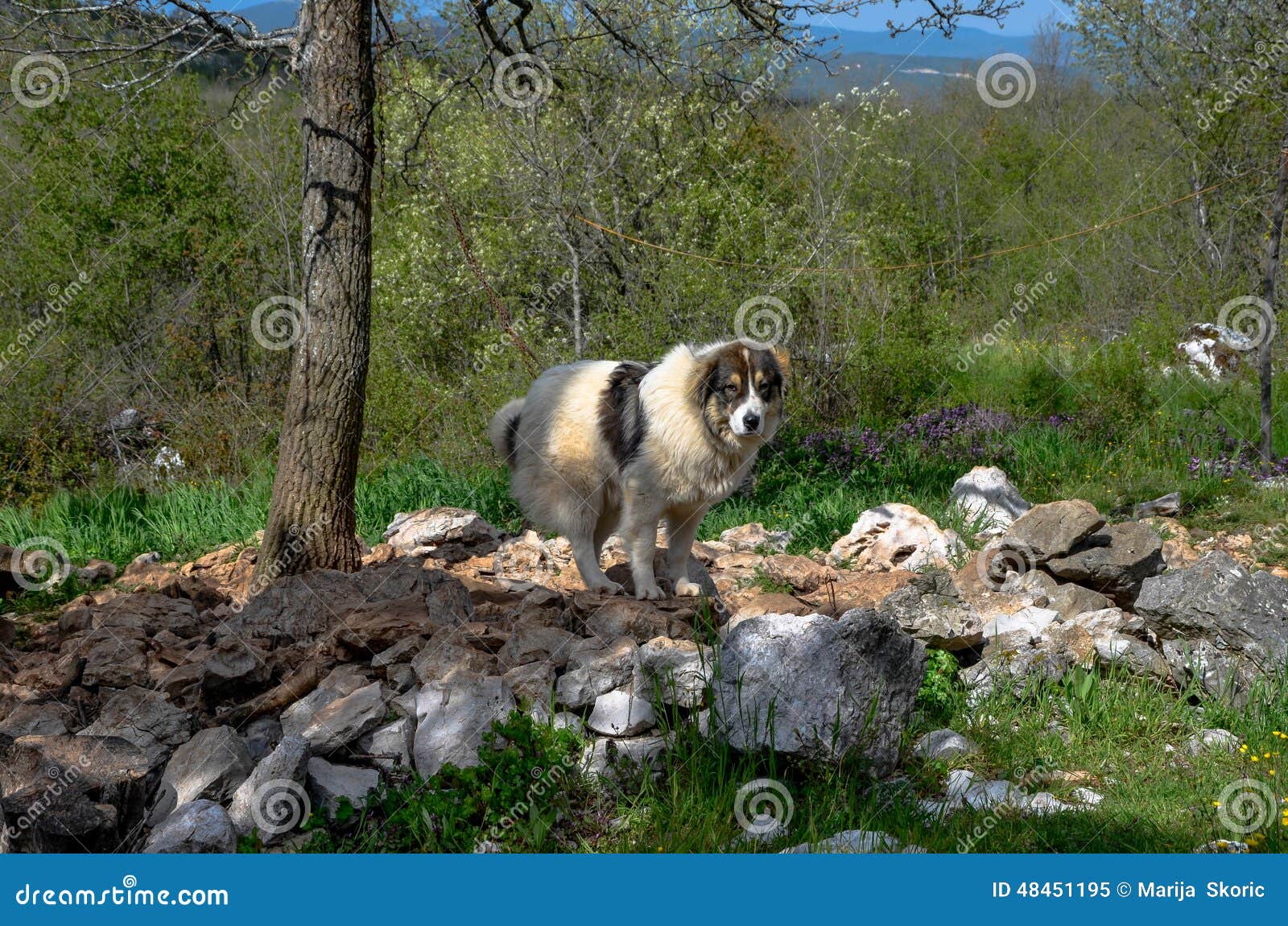 Bosnischer Schäfer Dog (Tornjak) Stockbild Bild von hund, gezüchtet