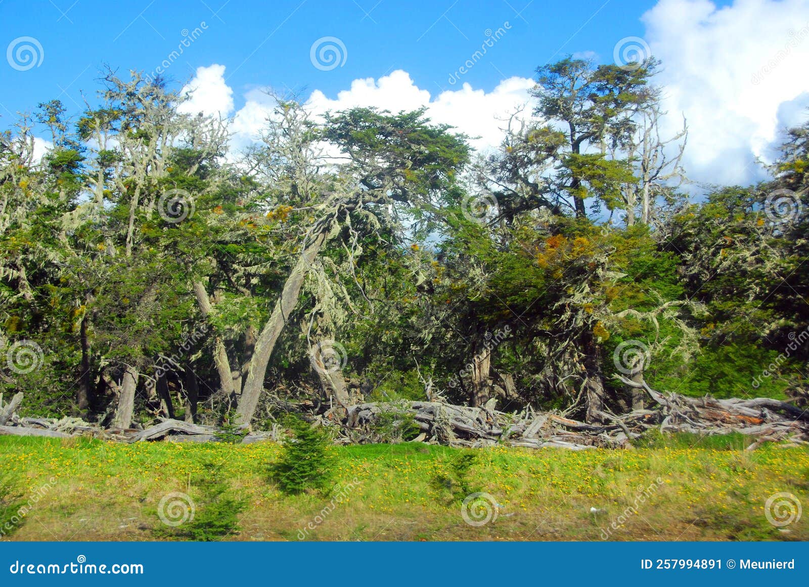 the bosque andino patagÃÂ³nico is a type of temperate to cold forest located in southern chile