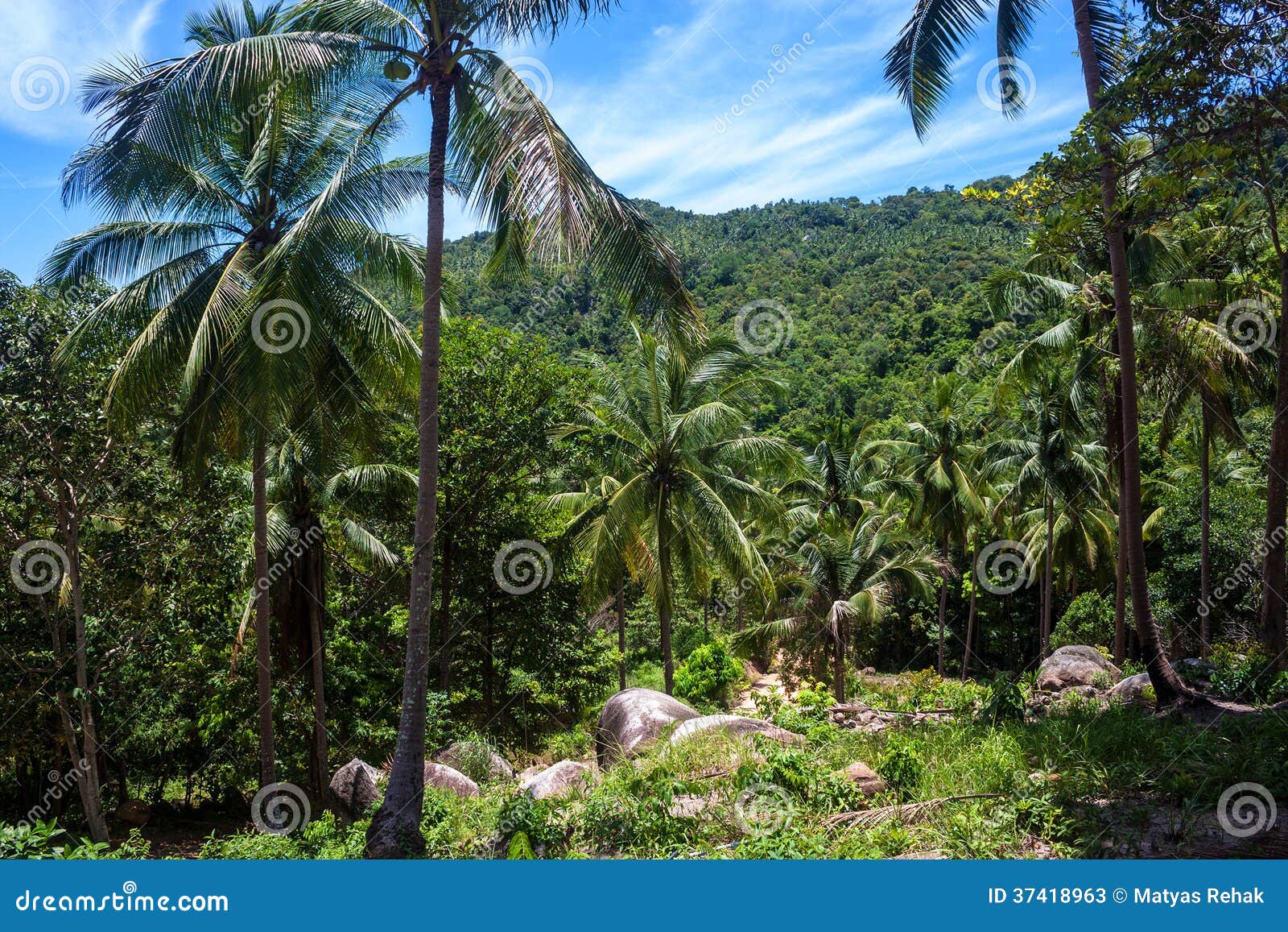 Bosque de la palma imagen de archivo. Imagen de planta 37418963