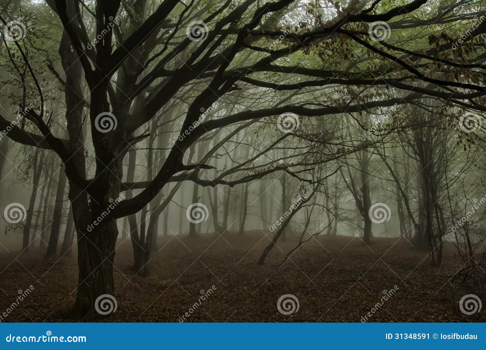 Piña En El Suelo Del Bosque Con Fondo De Pantalla De Fondo De Mañana Brumosa  | Fondos Plantilla JPG Descarga Gratuita - Pikbest, image size:1600x1153