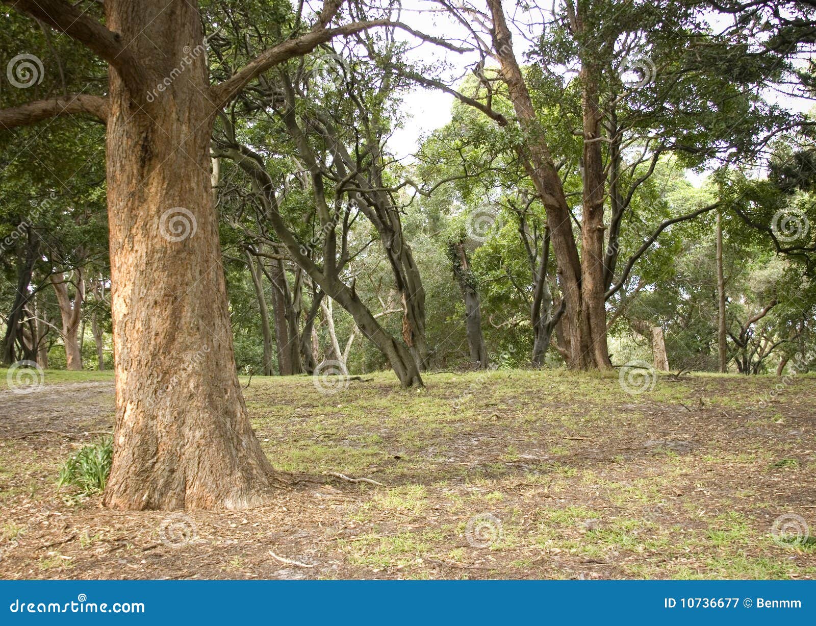 Bosque De Nuevo Gales Del Sur Imagen de archivo Imagen de gales