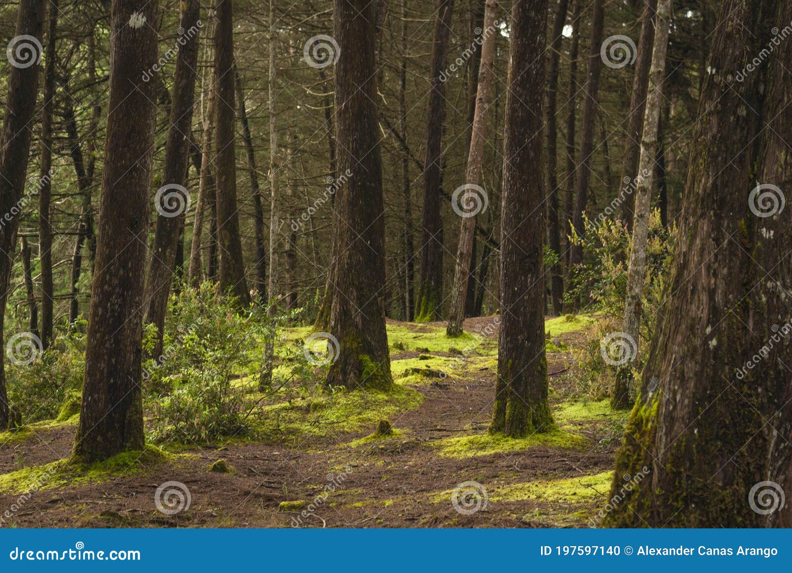 Bosque De Pinos En Las Montañas Foto de archivo - Imagen de hierba,  paisaje: 197597140