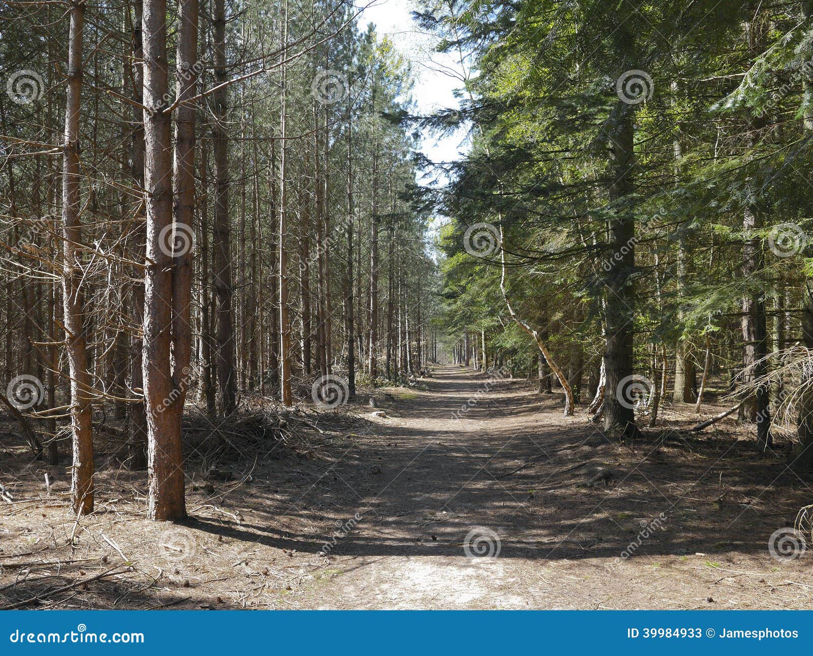 bosque-de-rendlesham-en-la-primavera-suffolk-39984933.jpg