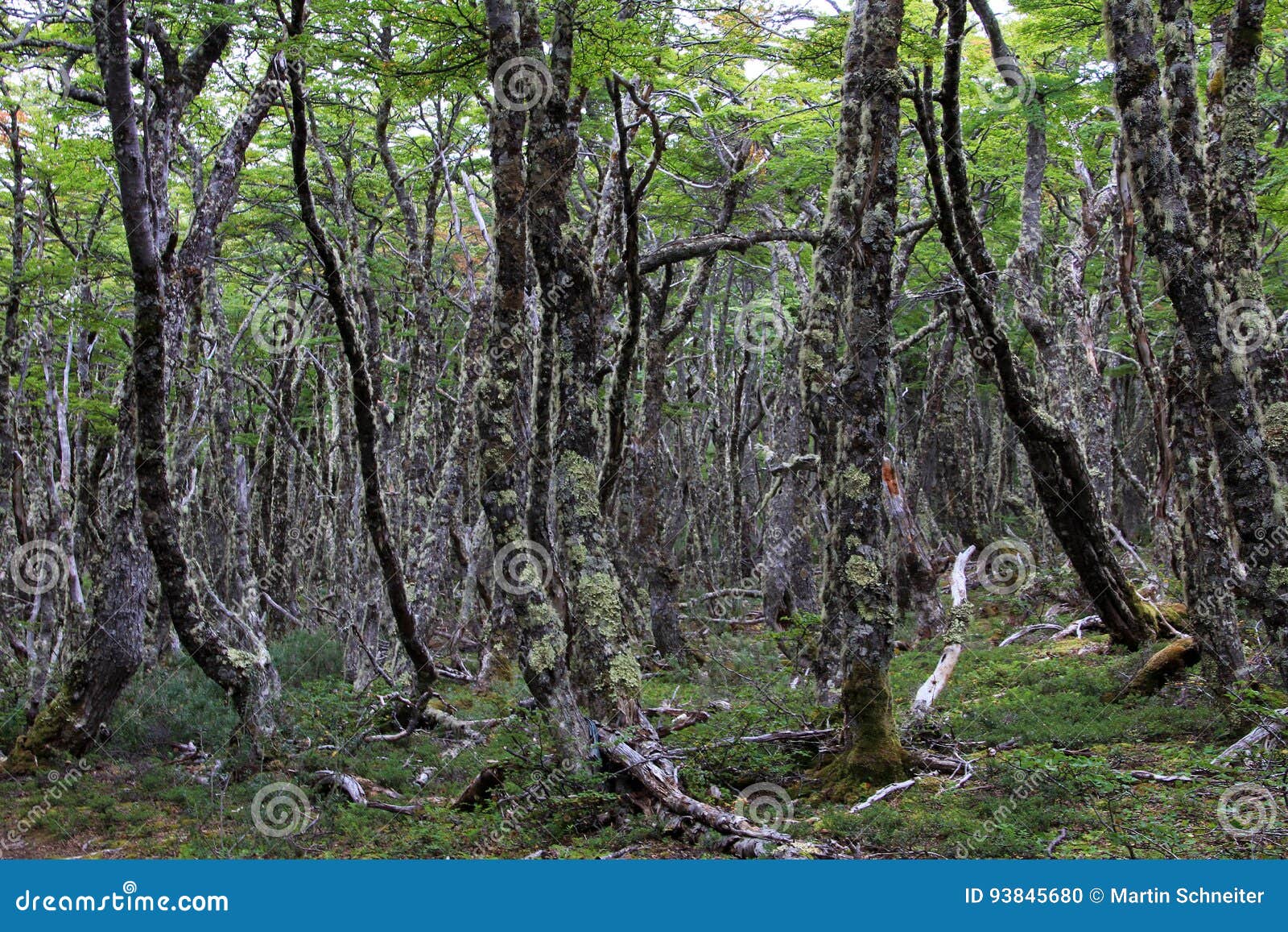 Bosque Del árbol De Haya De Lenga, Nothofagus Pumilio, Reserva Nacional ...