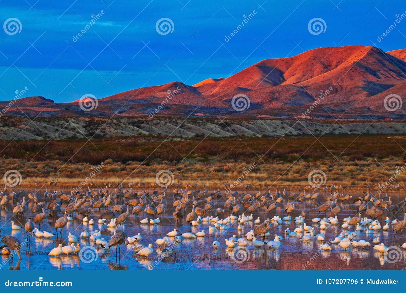 sunrise at bosque del apache