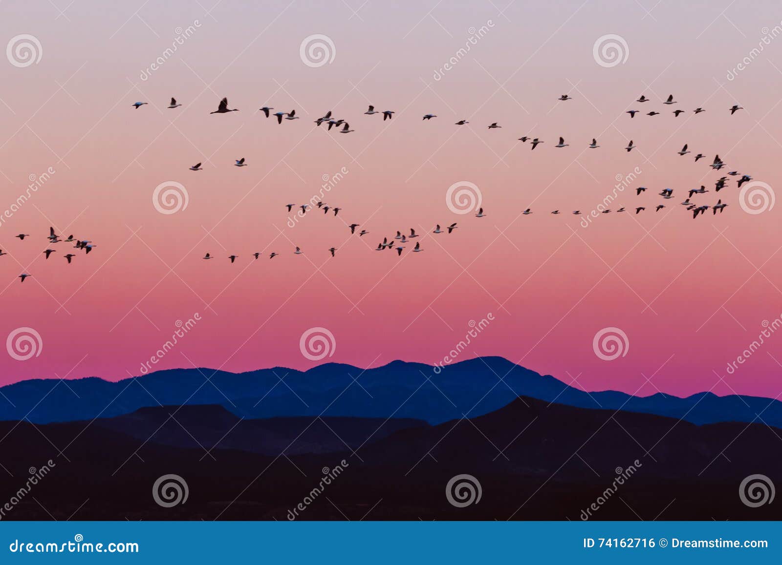 bosque del apache snow geese sunrise