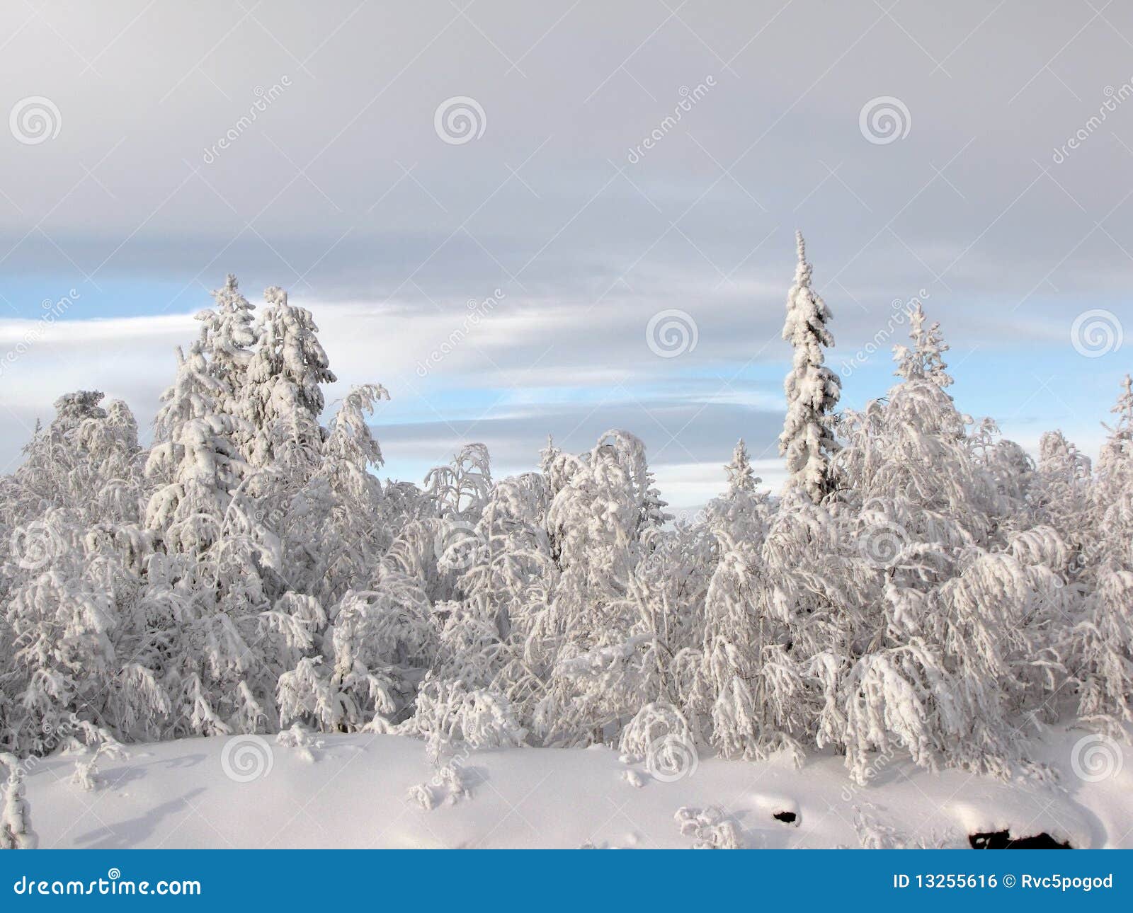 Árboles en una nieve en el bosque del invierno