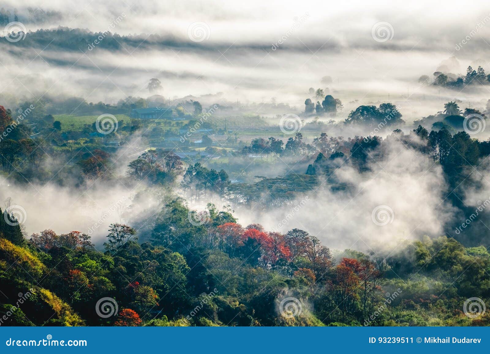 Bosque en la neblina imagen de archivo. Imagen de exterior 93239511