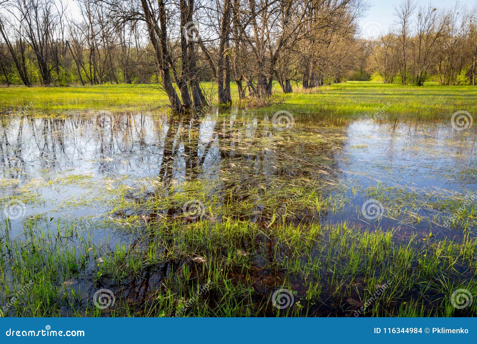 Bosque Inundado Del Resorte Foto de archivo Imagen de rural, bosque