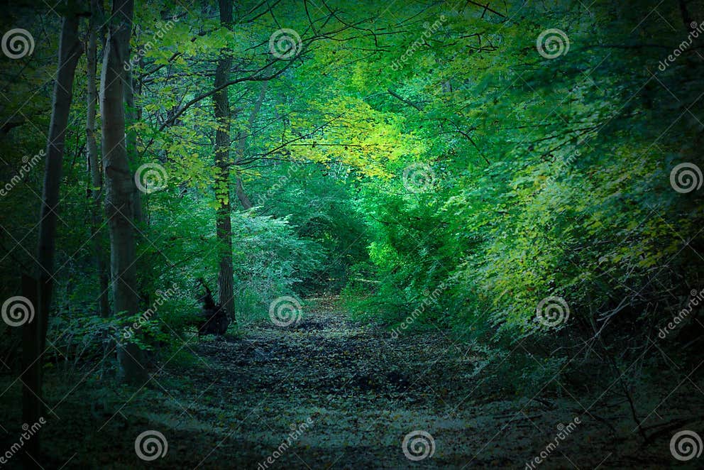 Bosque misterioso imagen de archivo. Imagen de hermoso 22592159