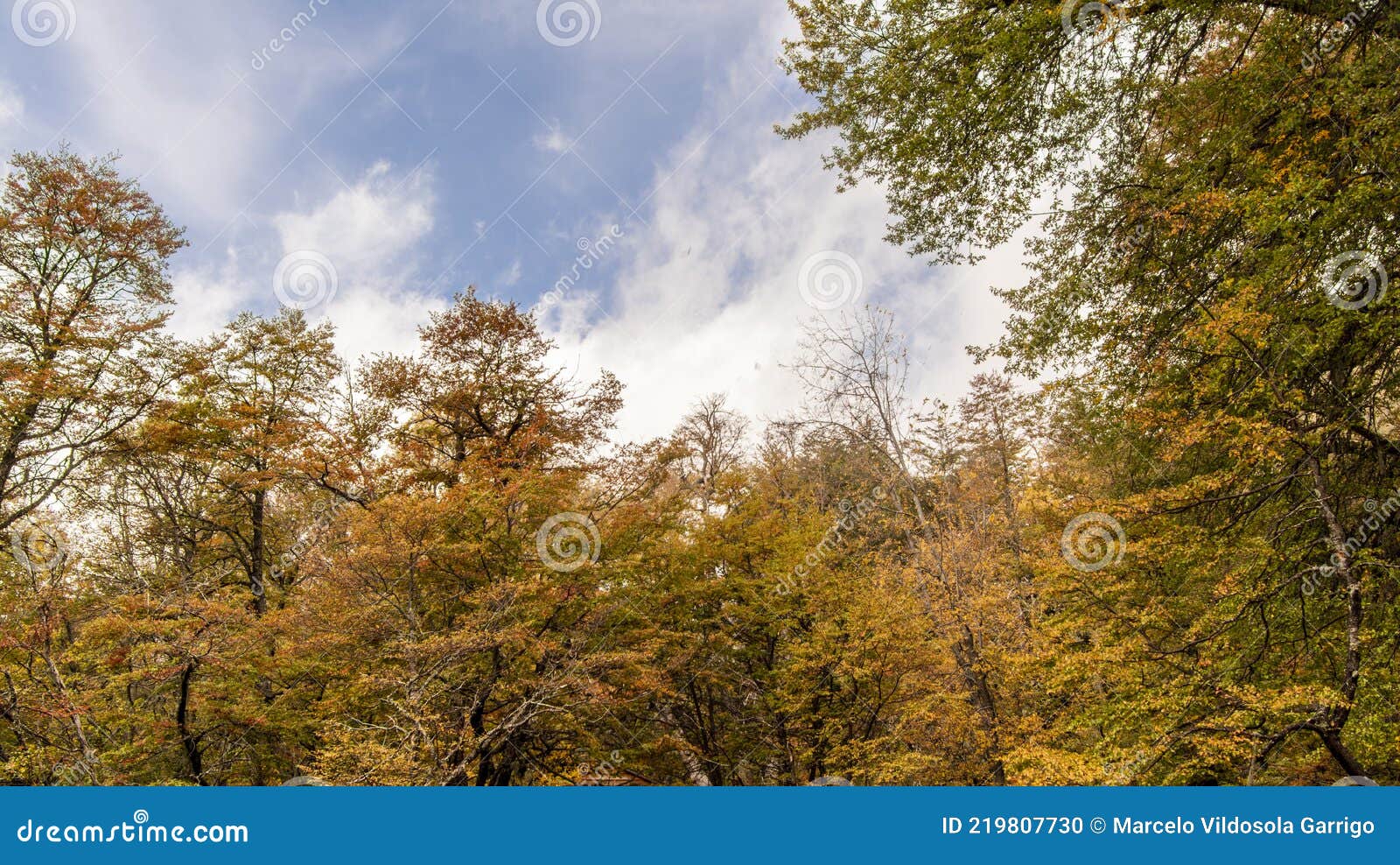 autumn landscape with colorful trees