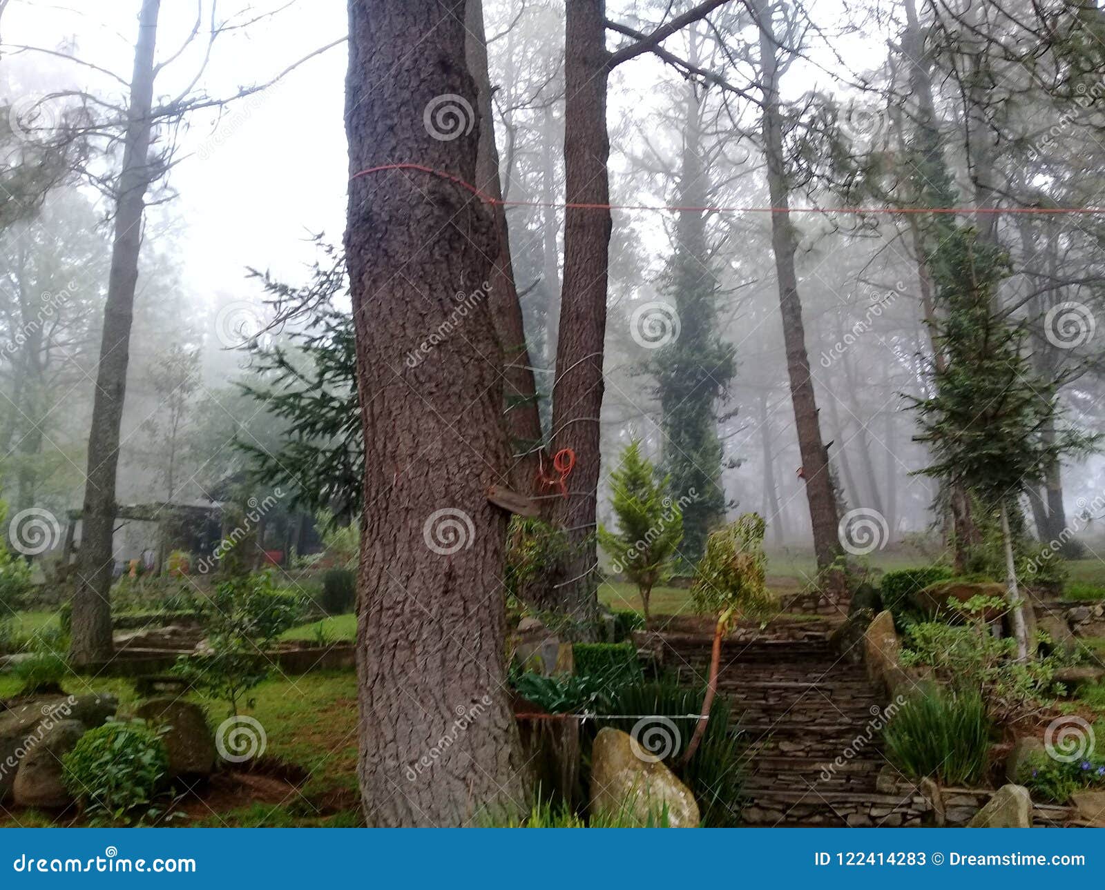 bosque nublado. cloudy forest.