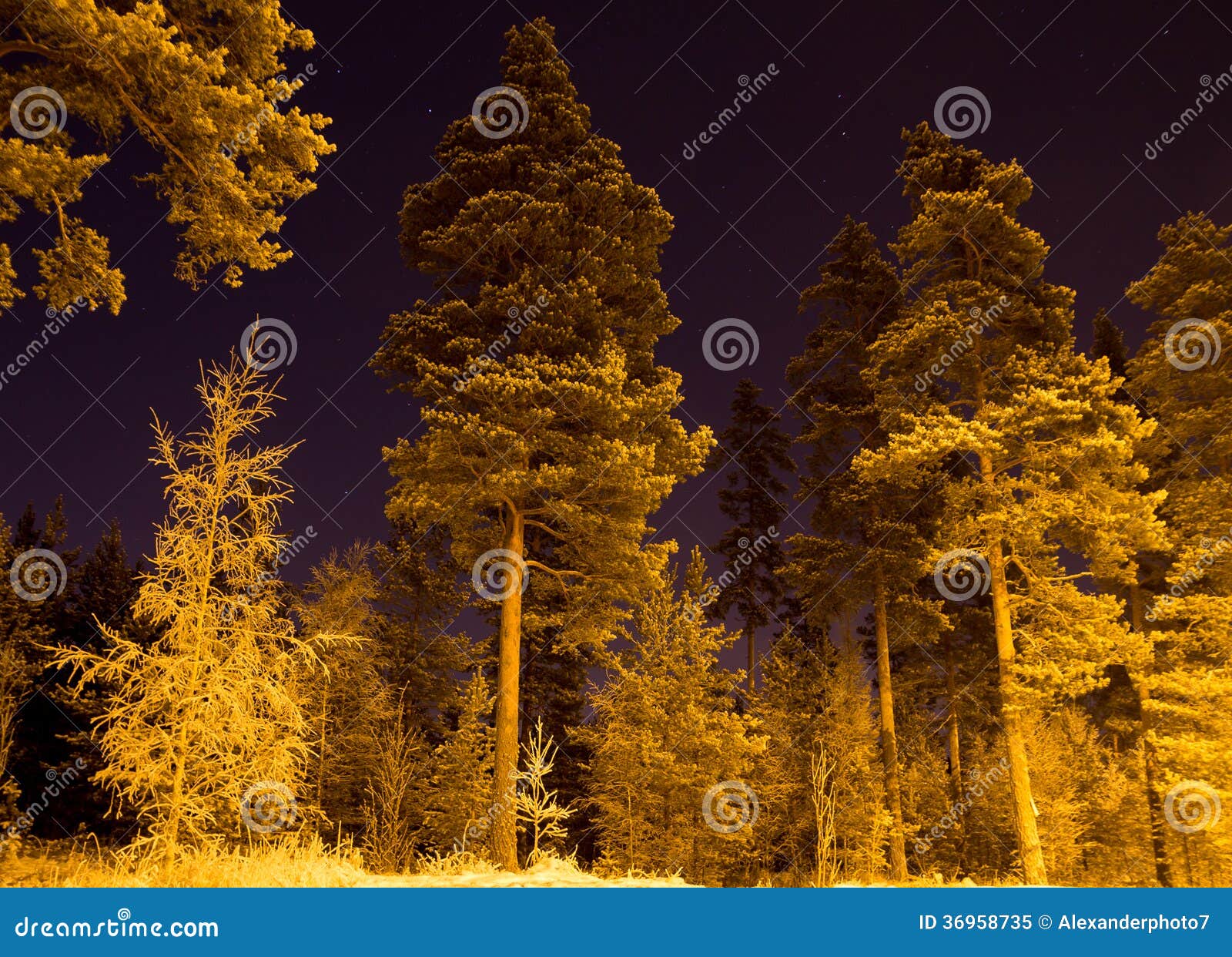 Bosque oscuro en la noche imagen de archivo. Imagen de maderas 36958735