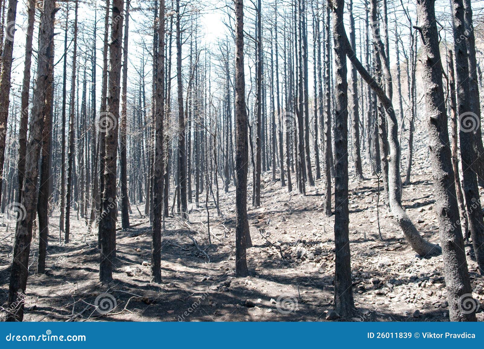 Bosque quemado imagen de archivo. Imagen de desastre 26011839