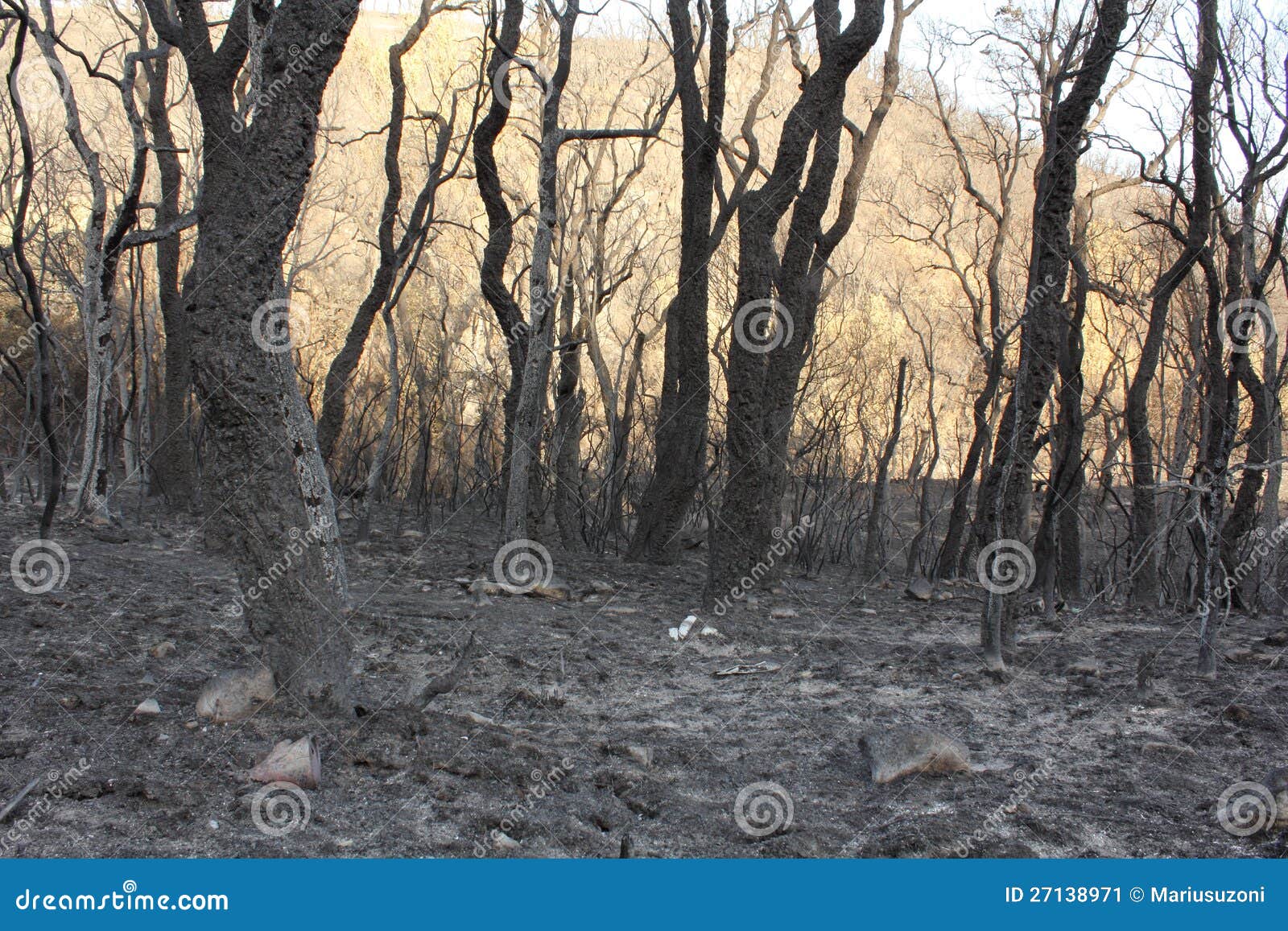 Bosque quemado imagen de archivo. Imagen de travieso 27138971
