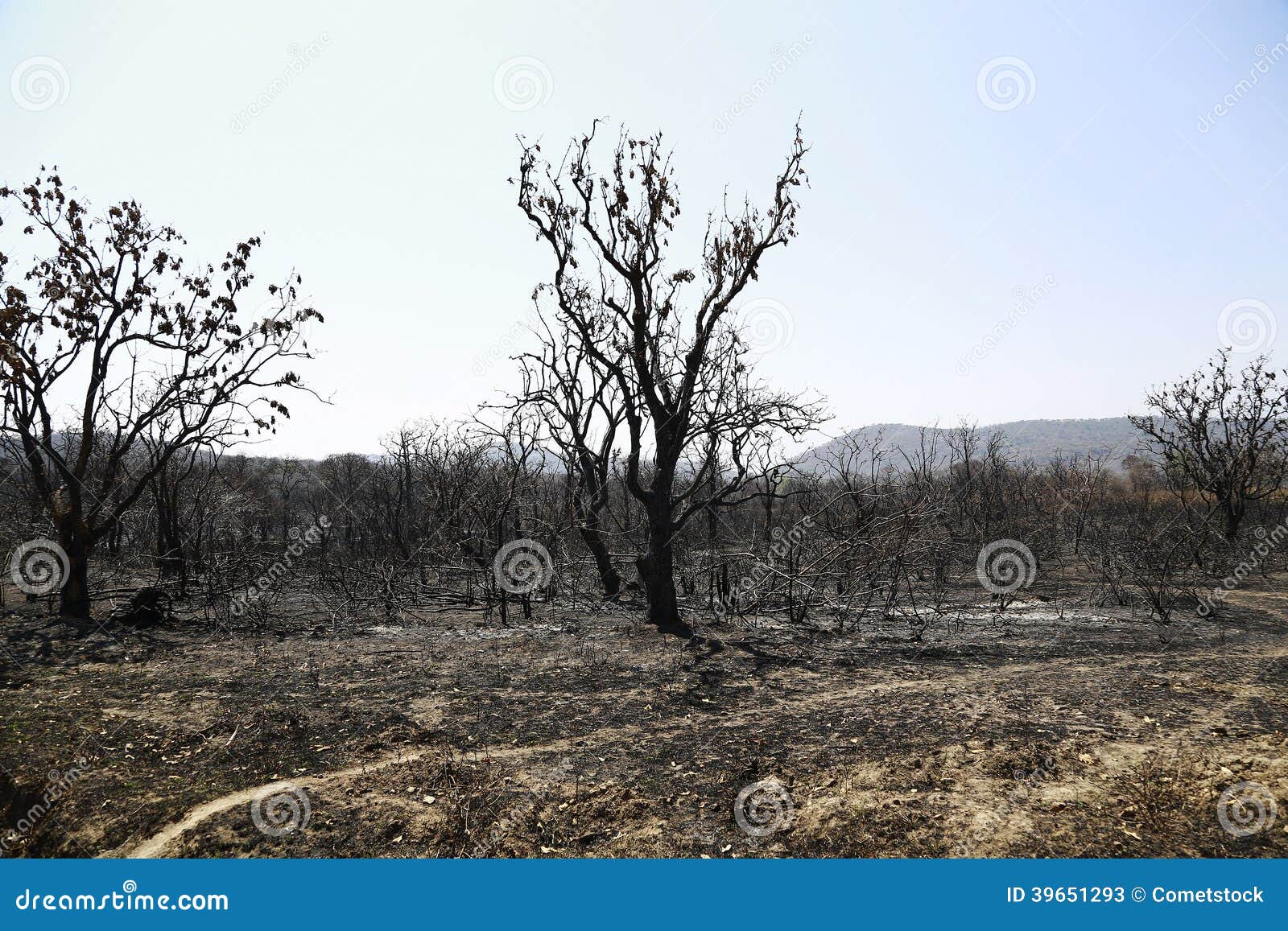 Bosque quemado imagen de archivo. Imagen de campo, verano 39651293