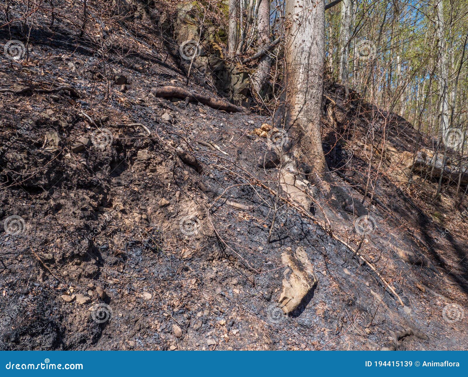 Bosque Quemado Luego De Un Incendio Forestal Imagen de archivo Imagen