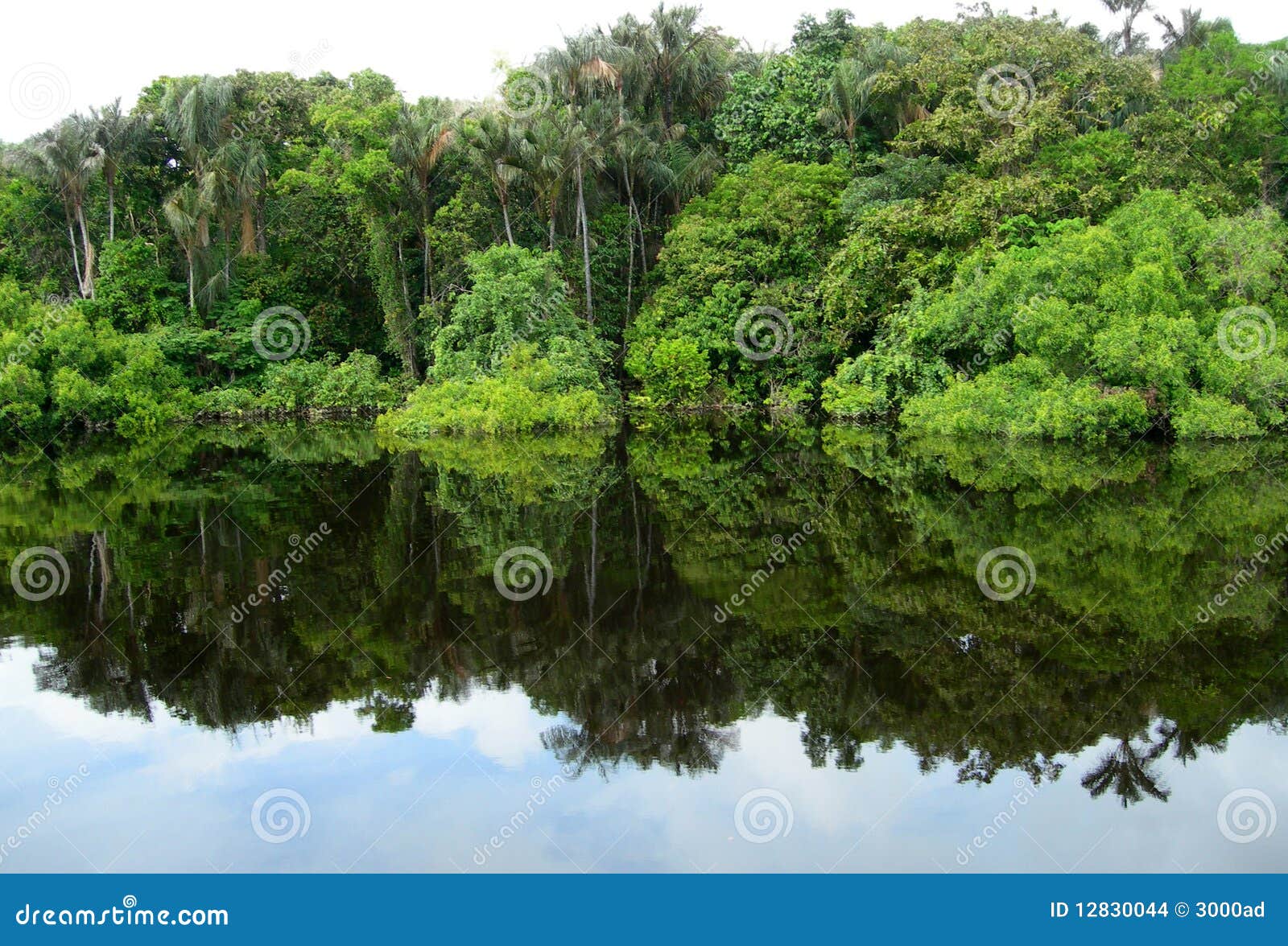 Bosque Reflejado En Una Laguna En El Amazonas Foto de archivo Imagen
