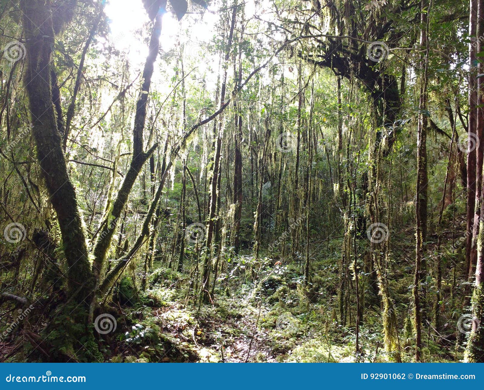 bosque siempre verde