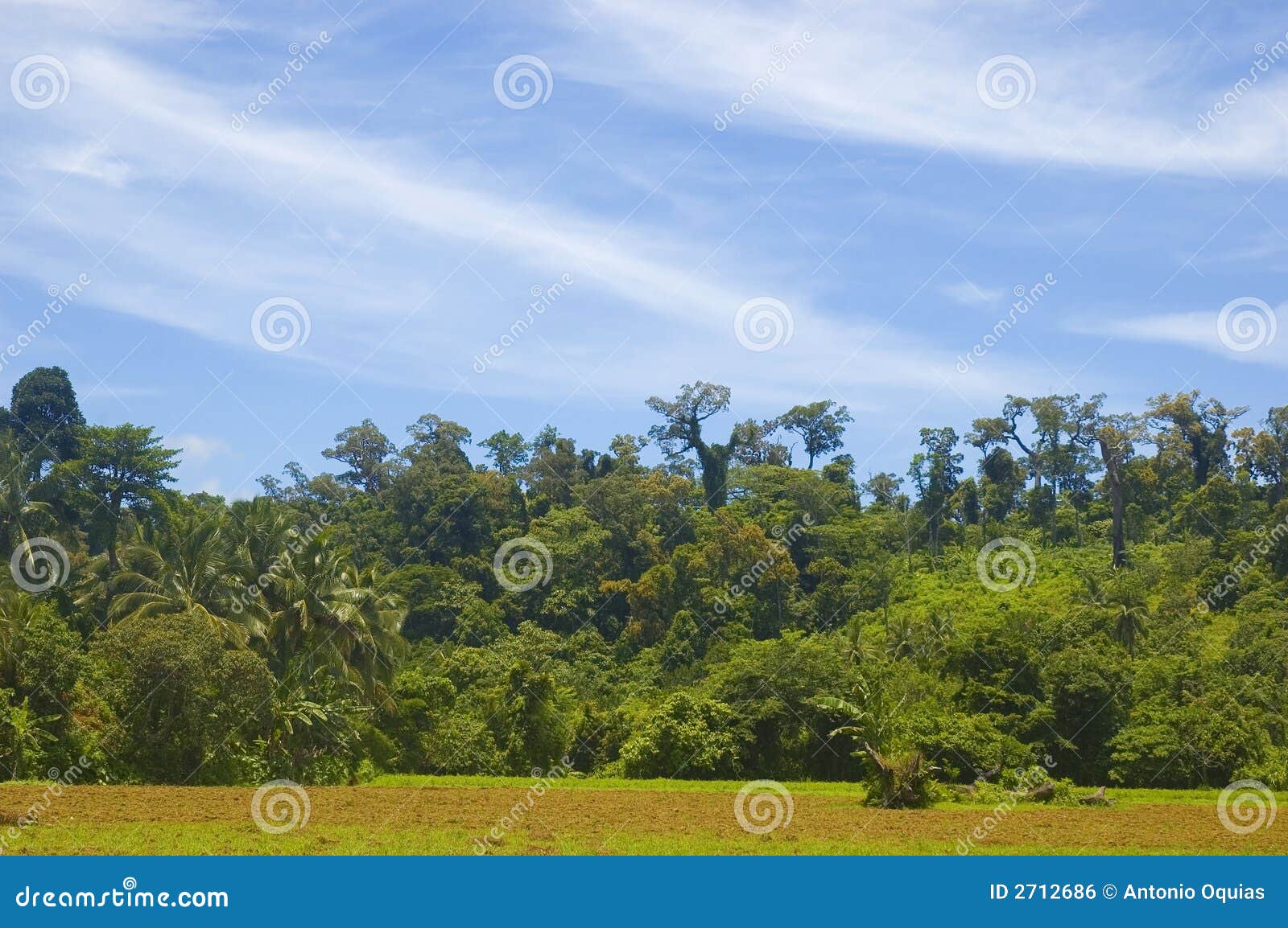 Bosque tropical foto de archivo. Imagen de pérdida, sierra 2712686