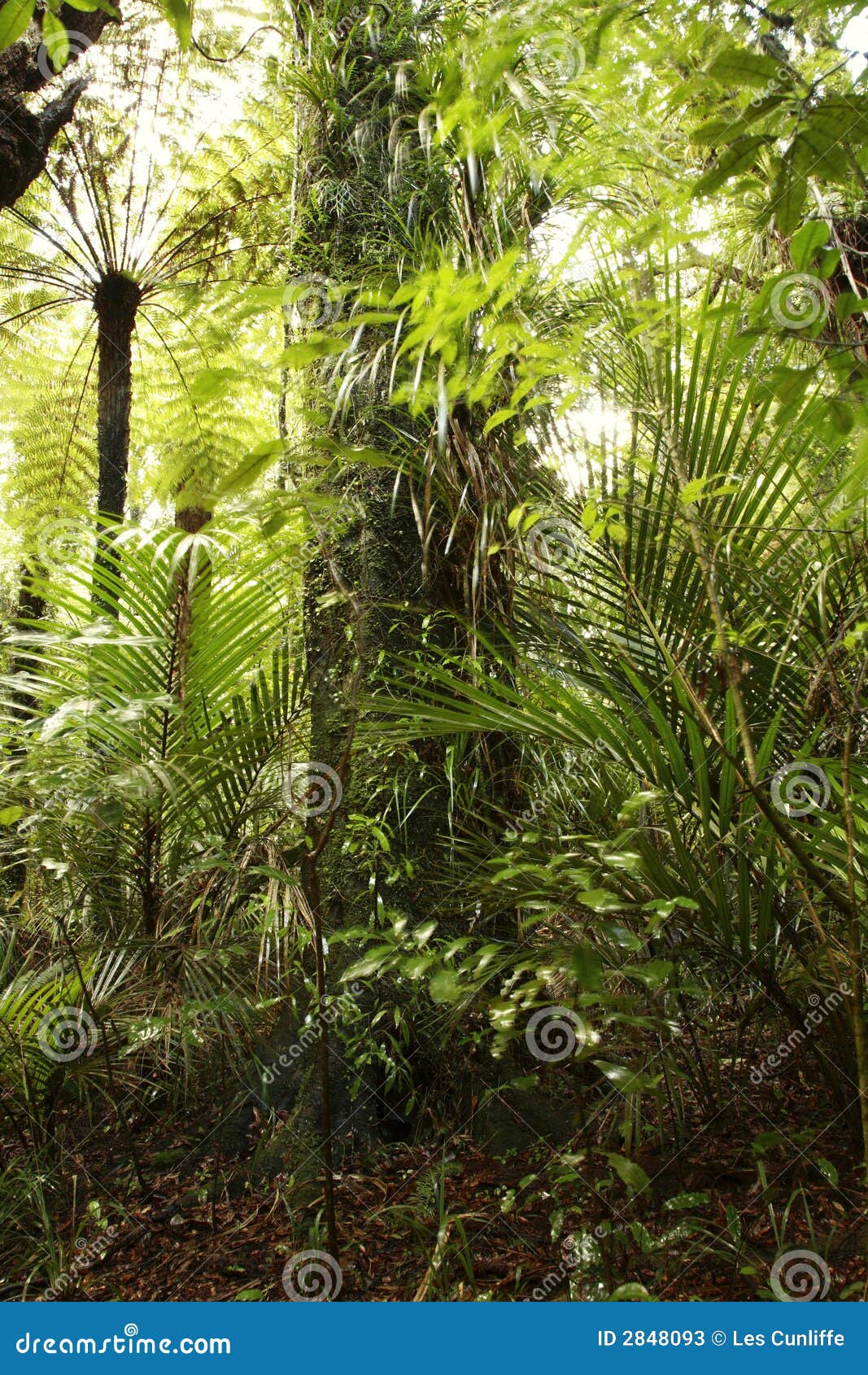 Bosque tropical imagen de archivo. Imagen de denso, lluvia 2848093