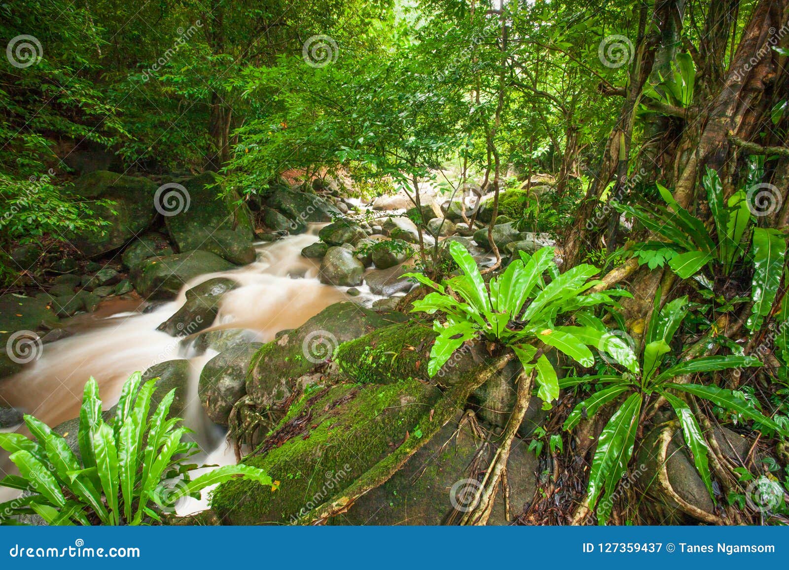 Bosque Tropical Antiguo Con La Cascada En Lluvioso Flora Fresca, Ne Imagen de archivo - Imagen de vacaciones, pureza: 127359437 Bosque Tropical Antiguo Con La Cascada En Lluvioso Flora Fresca, Ne Imagen de archivo - Imagen de vacaciones, pureza: 127359437