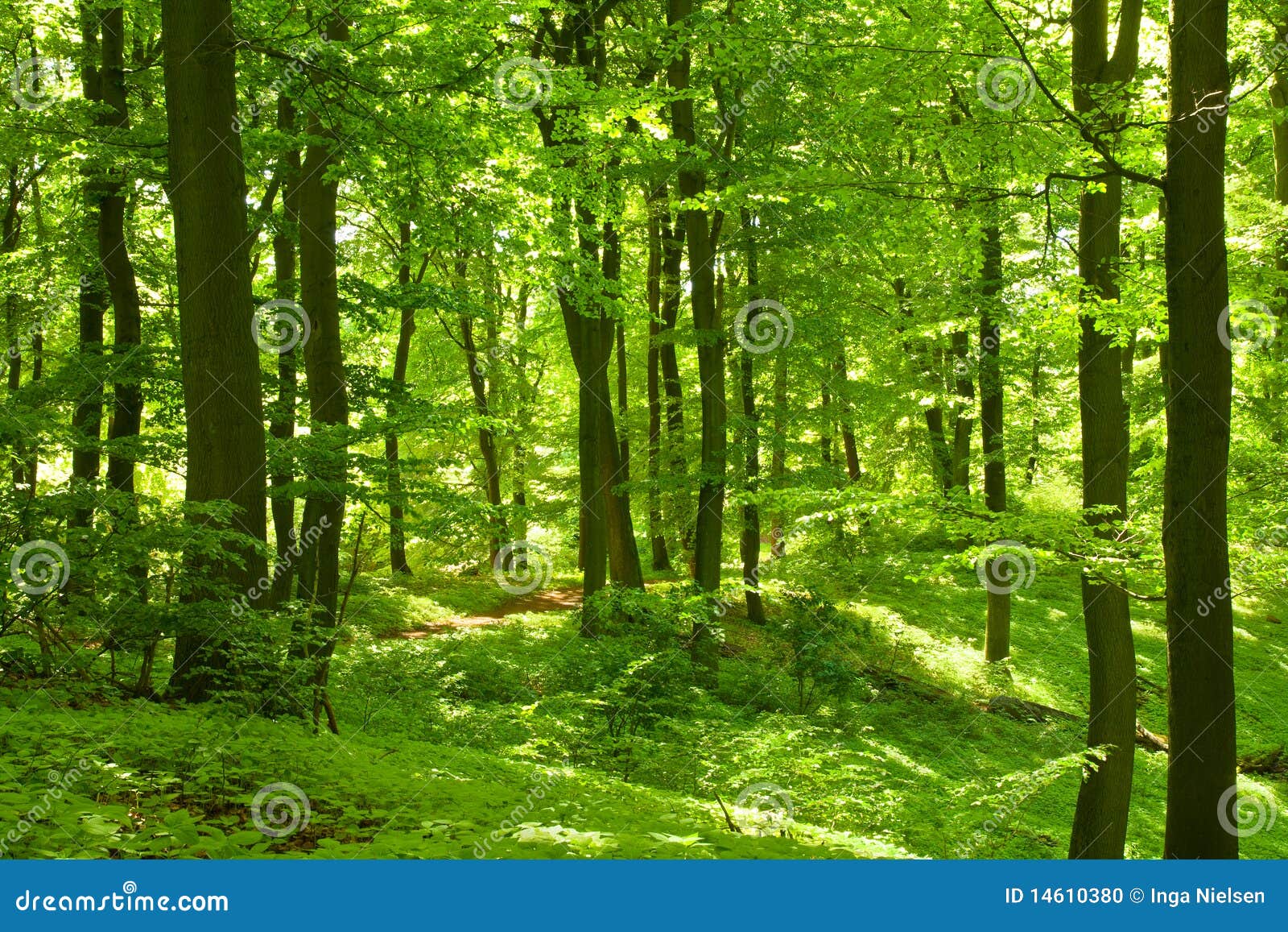 Bosque verde foto de archivo. Imagen de tronco, hojas 14610380