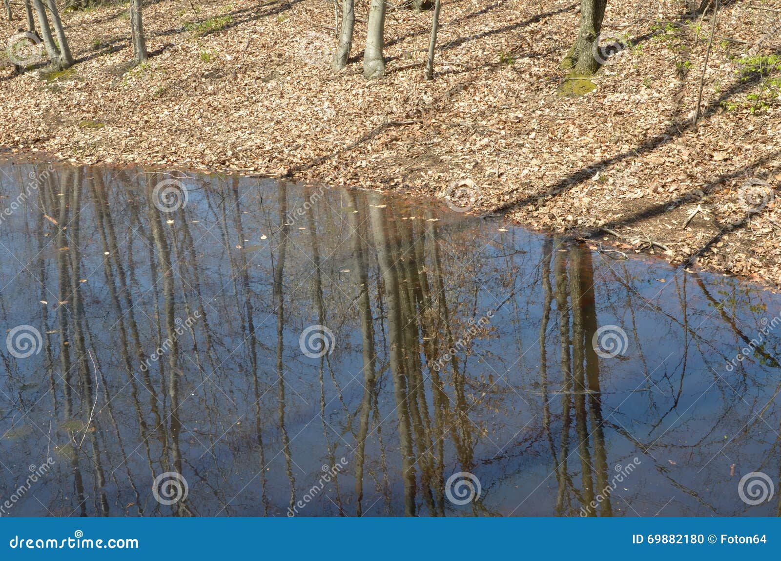 Bosque verde de la primavera en rayos del sol. La escena en árboles forestales de la primavera reflejó en un charco del agua de lluvia