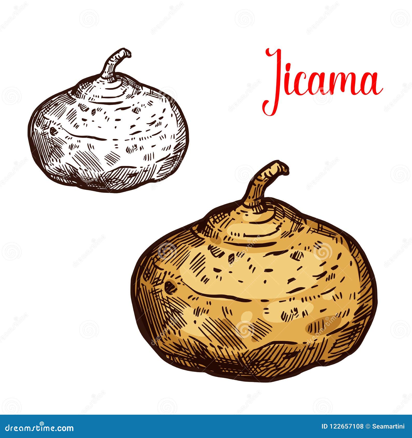 Bosquejo Mexicano Del Vector Del Tunip De Jicama Ilustración del Vector