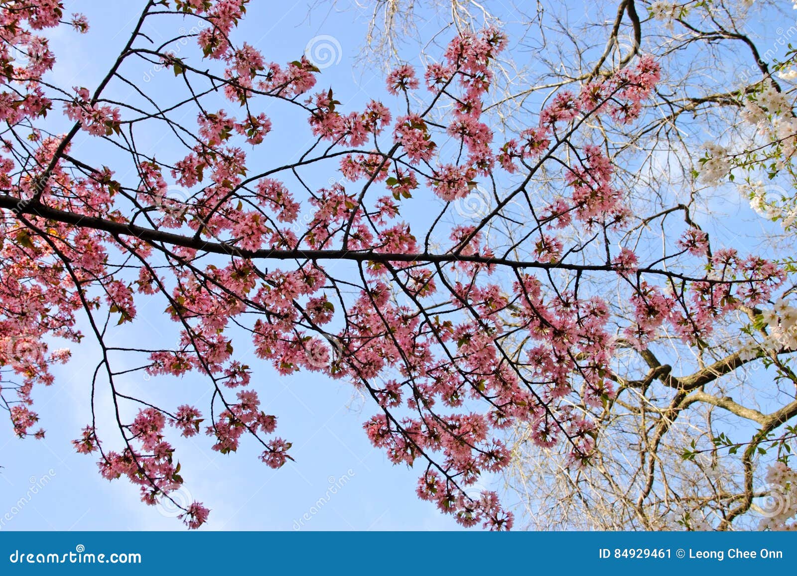 Boston Common and Public Garden, USA Stock Image Image of colour
