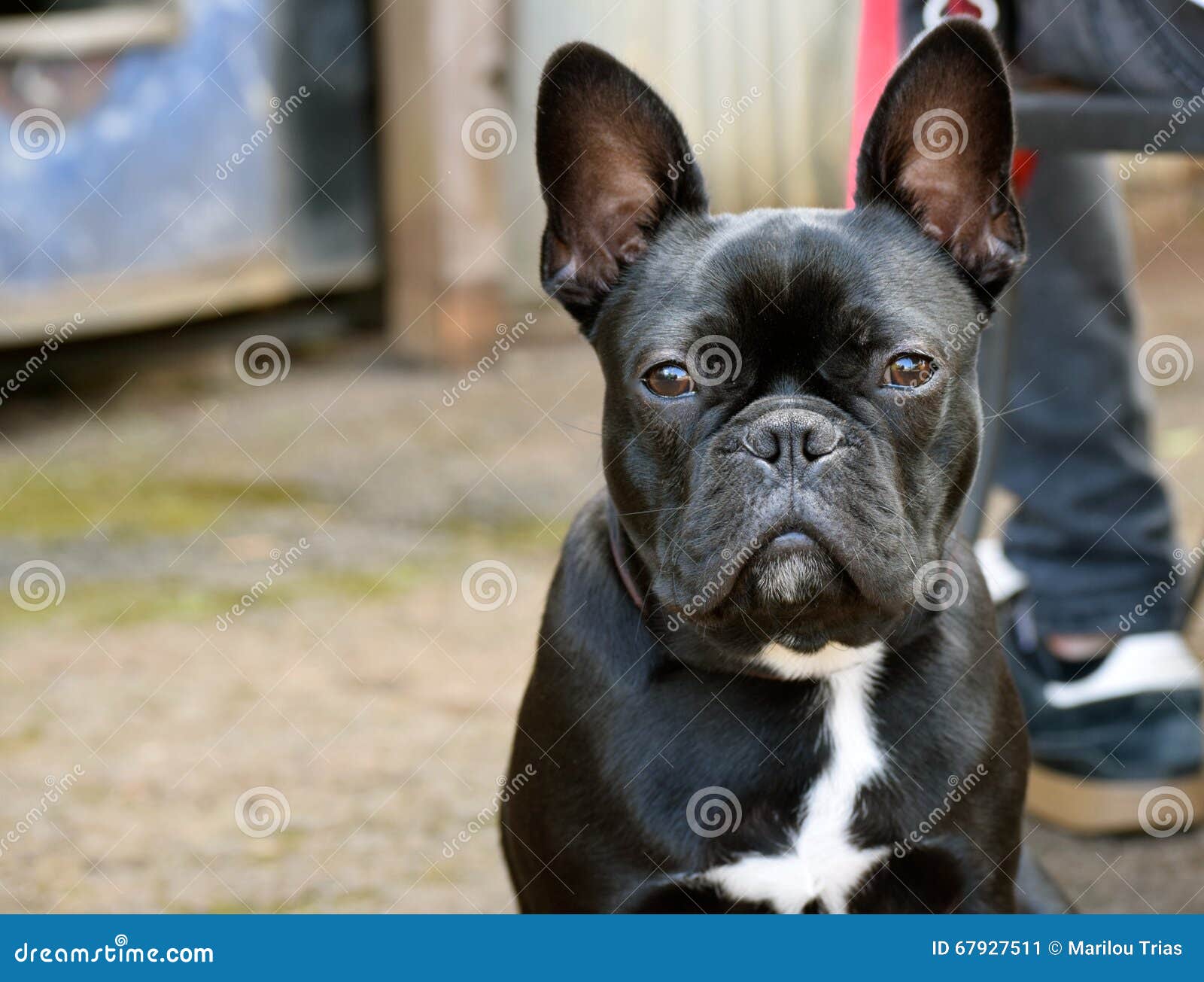 Boston Frenchie Dog stock image. Image of friendly, terrier - 67927511