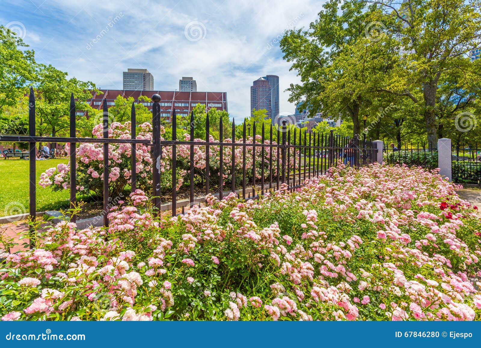 Boston Garden stock photo. Image of roses, massachusetts 67846280