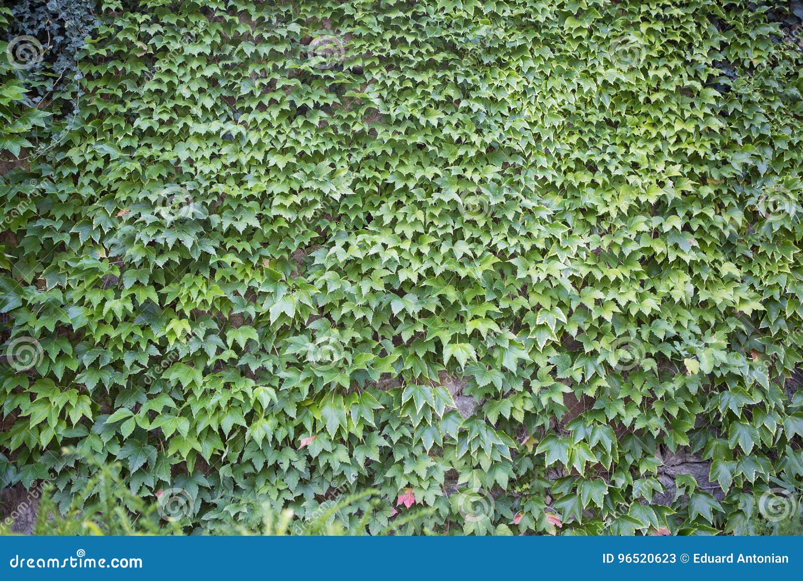 Boston Ivy, Growing on a Steep Wall Stock Image Image of compact