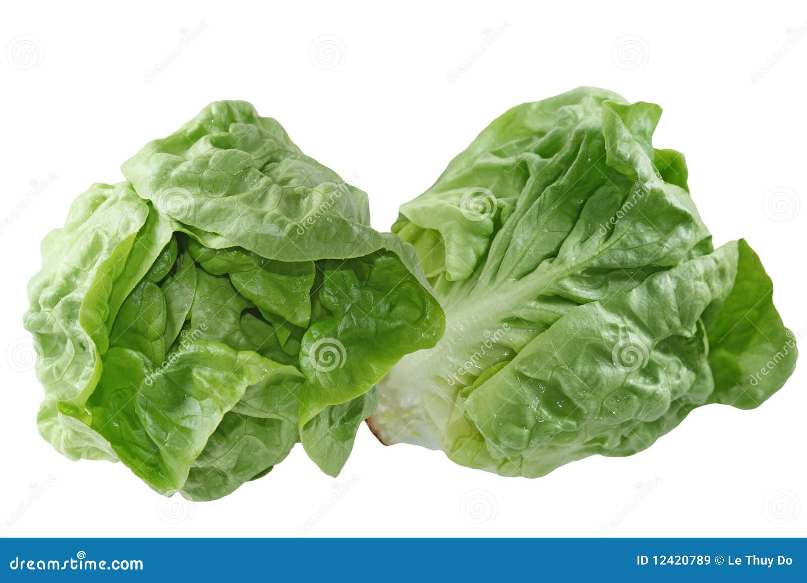 Boston Lettuce stock image. Image of agriculture, market 12420789