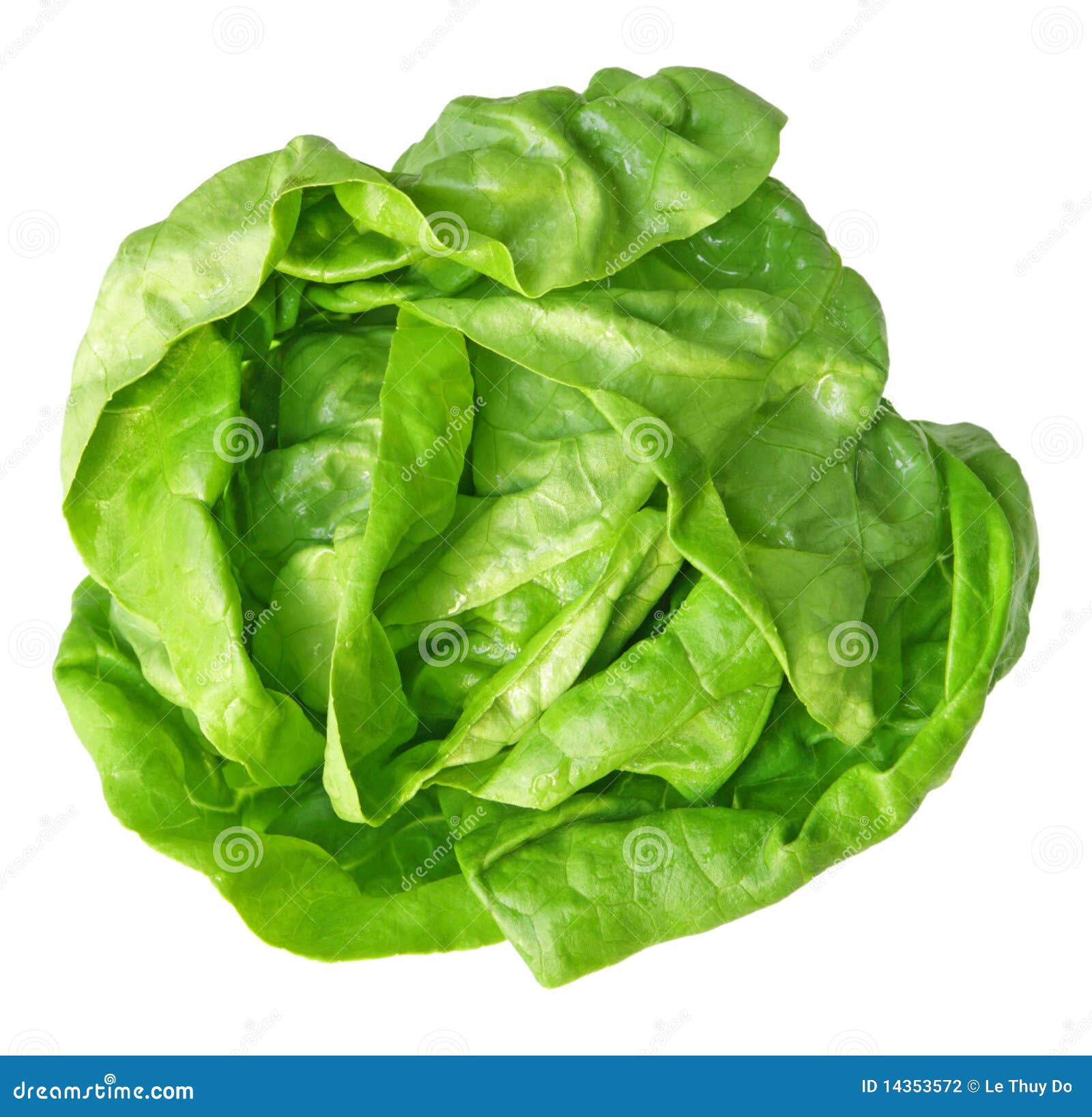 Boston Lettuce stock photo. Image of growth, green, salad 14353572