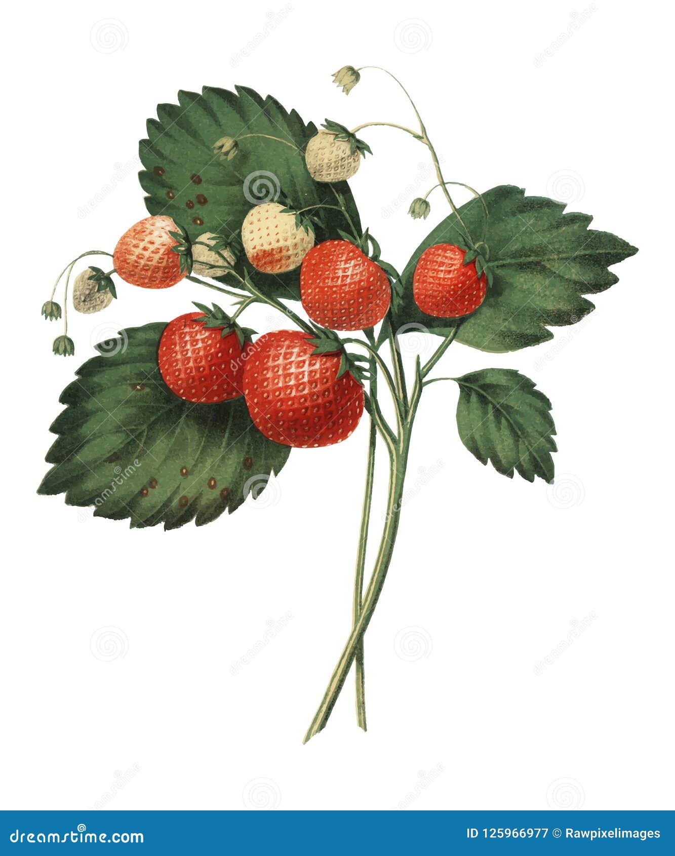 the boston pine strawberry 1852 by charles hovey, a vintage  of fresh strawberries. digitally enhancedby rawpixel.