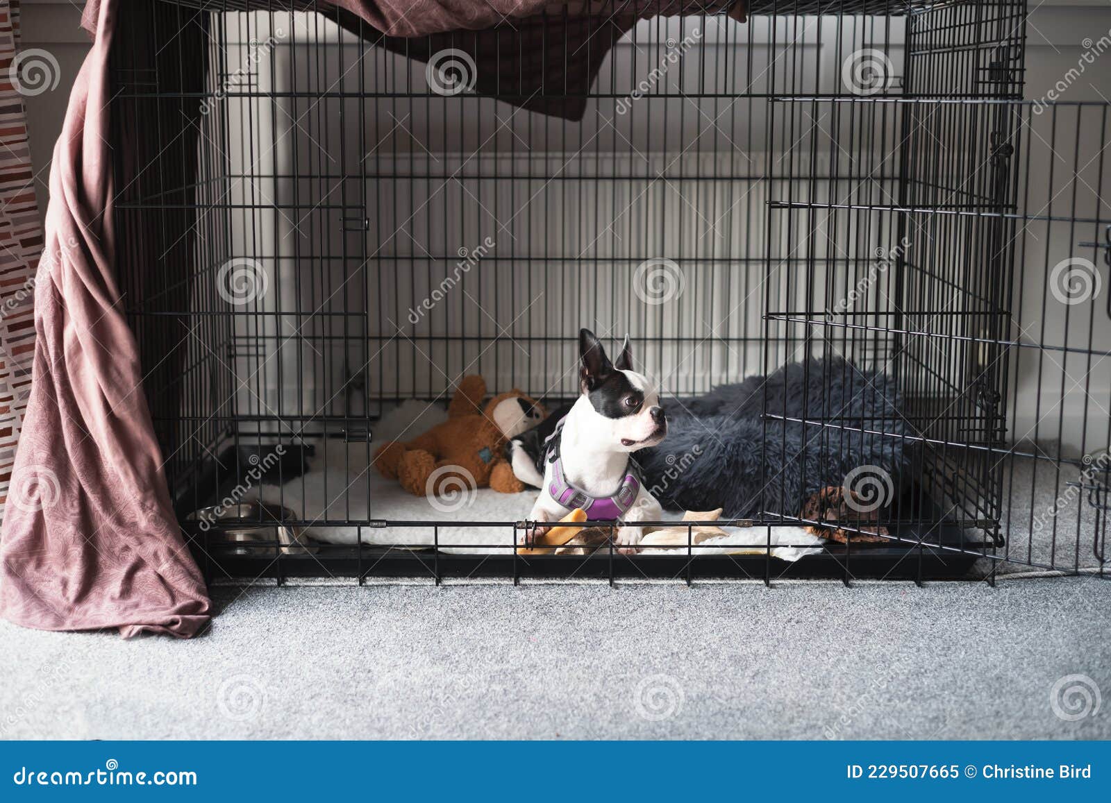 Boston Terrier Chiot à L'intérieur D'une Grande Cage Jouer Stylo. Avec La  Porte Ouverte. Il Est Partiellement Recouvert D'une Feui Image stock -  Image du cache, pedigree: 229507665