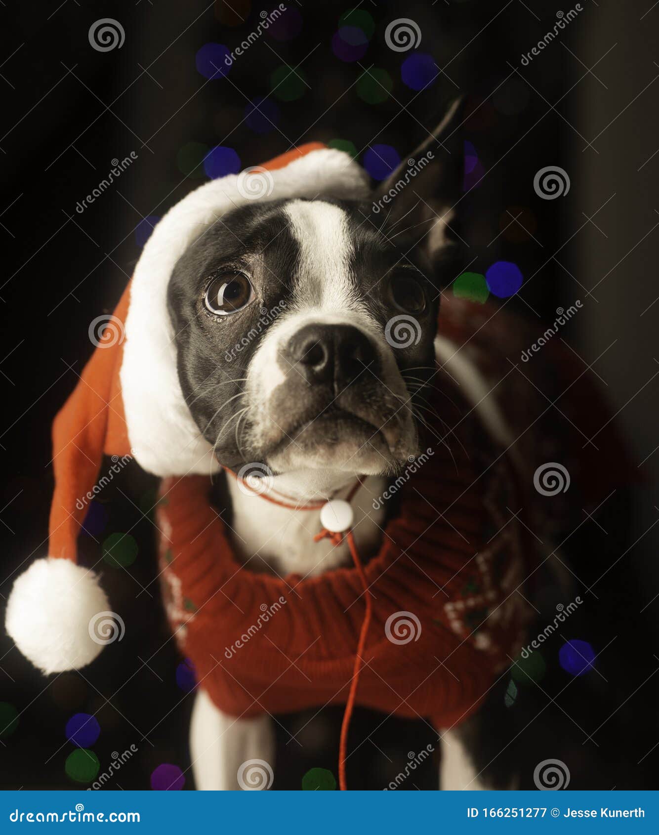Boston Terrier in Christmas Sweater Und Hat Stockbild - Bild von ...