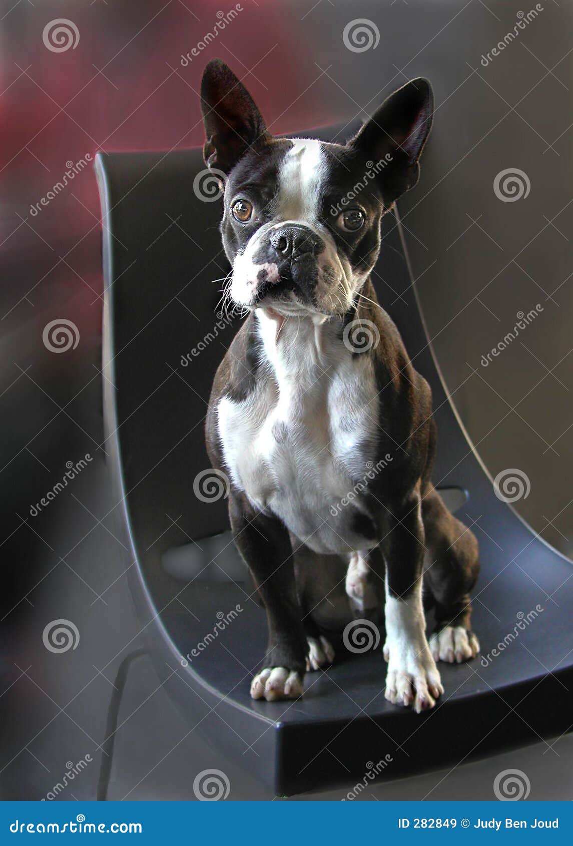 boston terrier dog