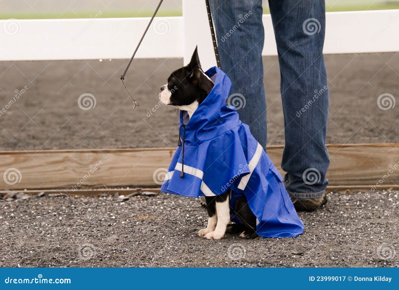 boston terrier raincoat