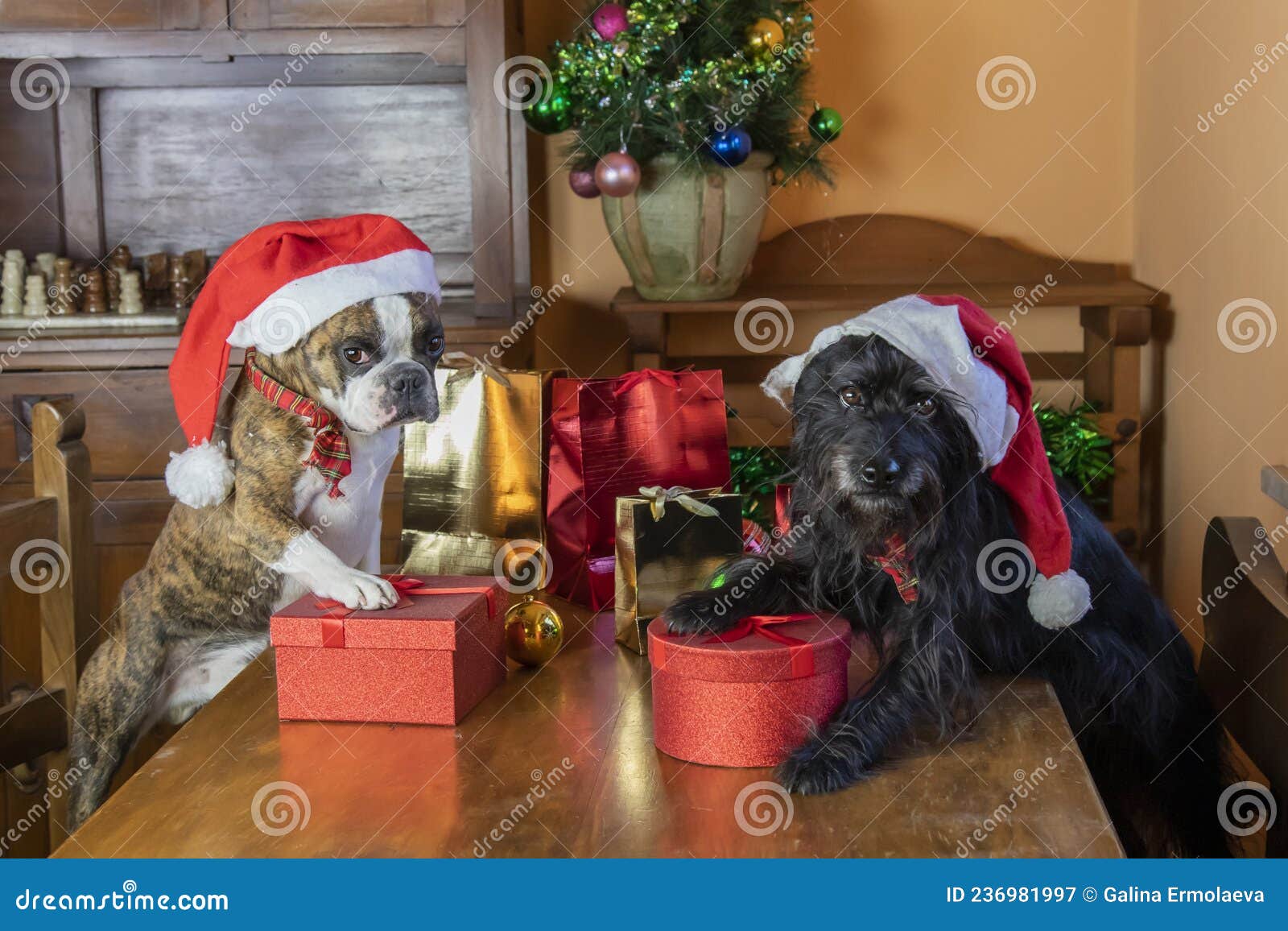 boston terrier and little schnauzer packing gifts for christmas . funny photo of dogs behaving like people.