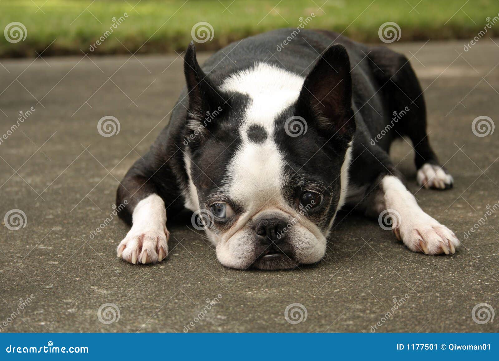 boston terrier lying down