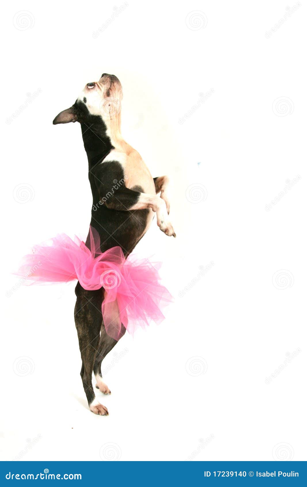 boston terrier with pink tutu
