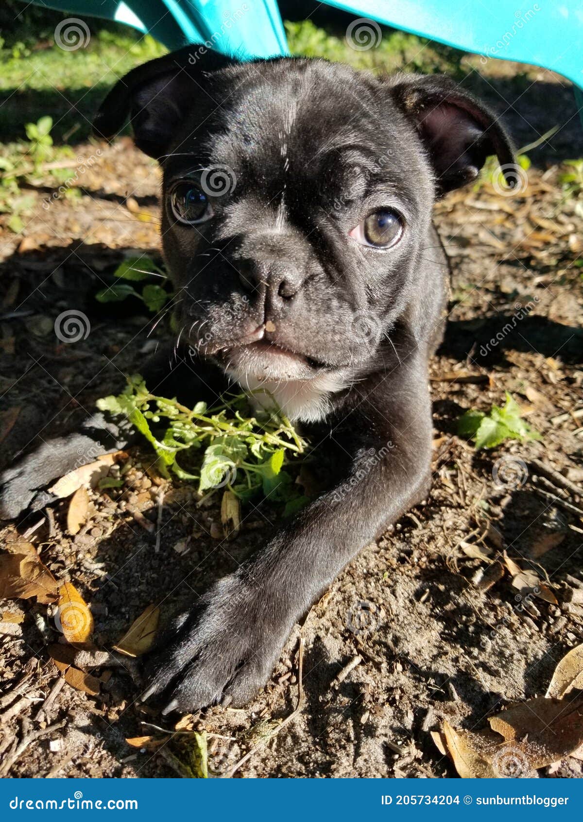Boston Terrier Pug Mix Puppy Stock Photo - Image of plant: 205734204